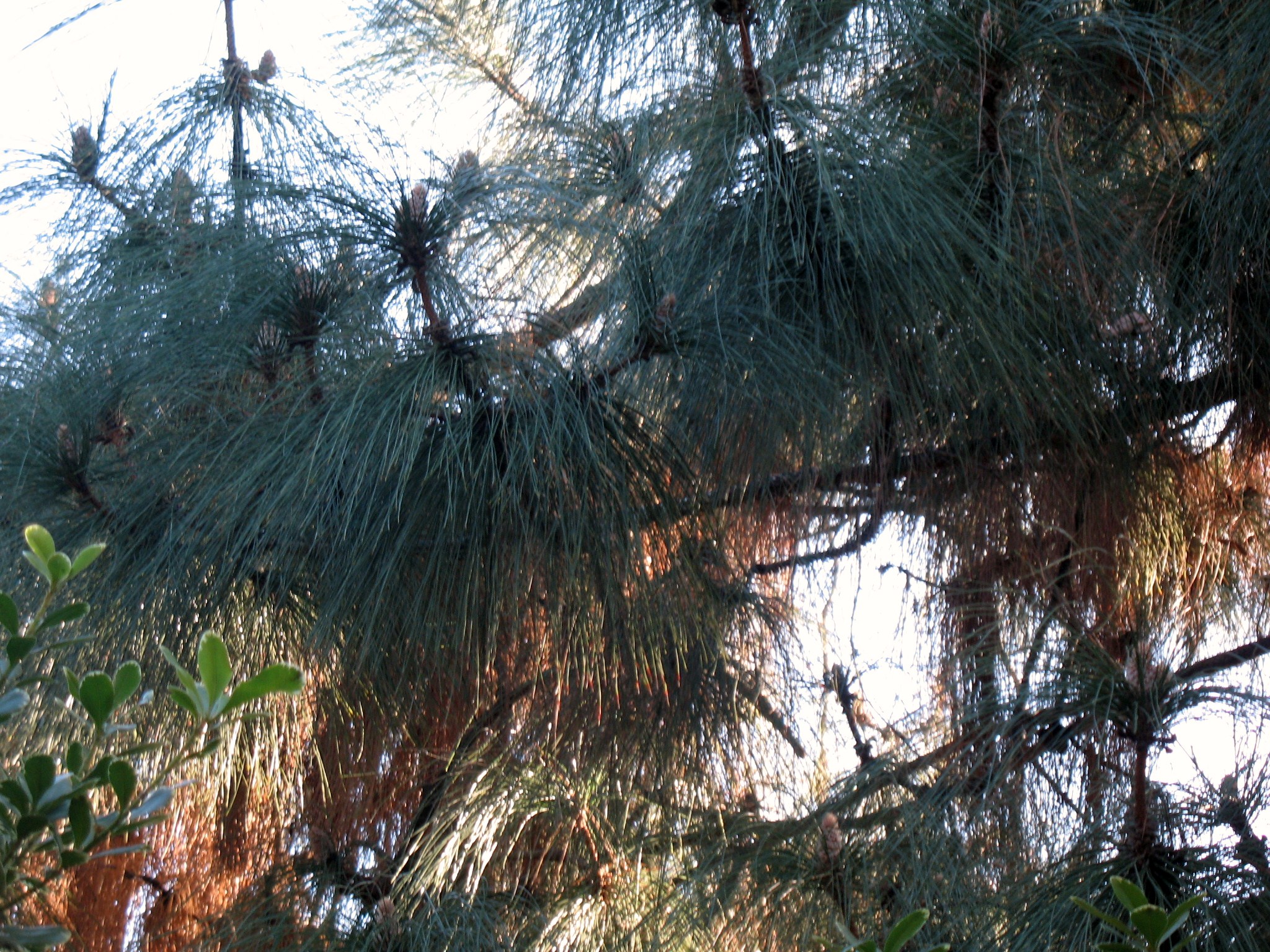 Pinus canariensis / Pinus canariensis