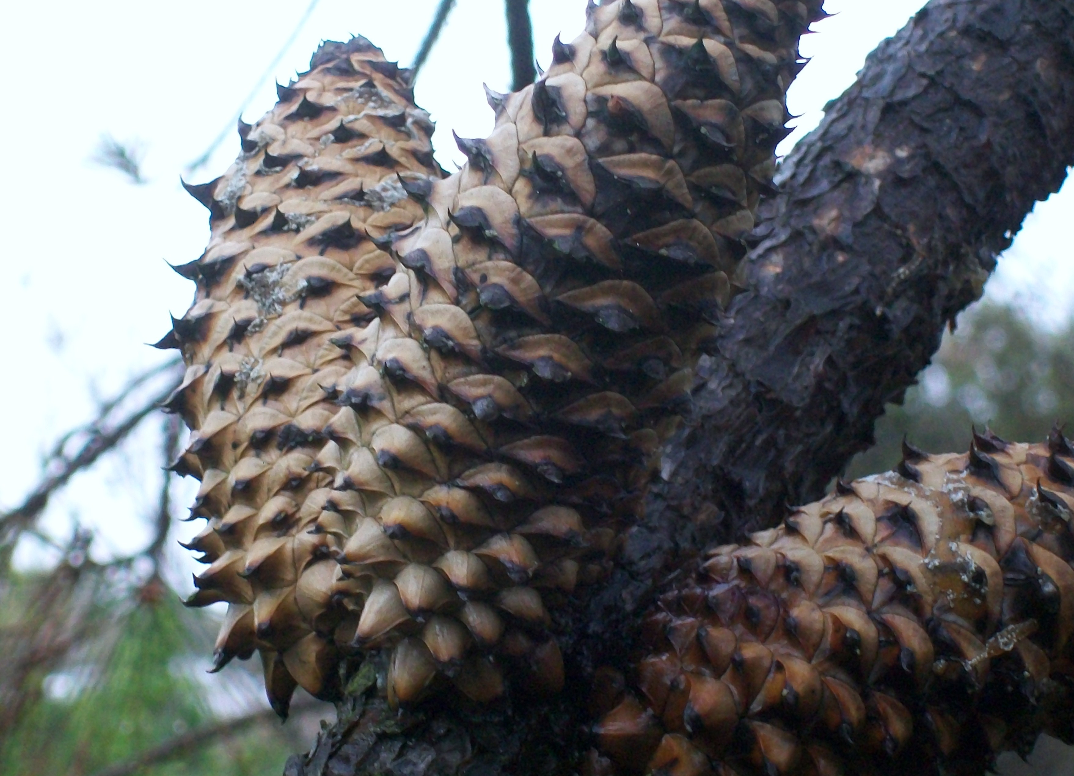 Pinus muricata / Bishop Pine, Pricklecone Pine