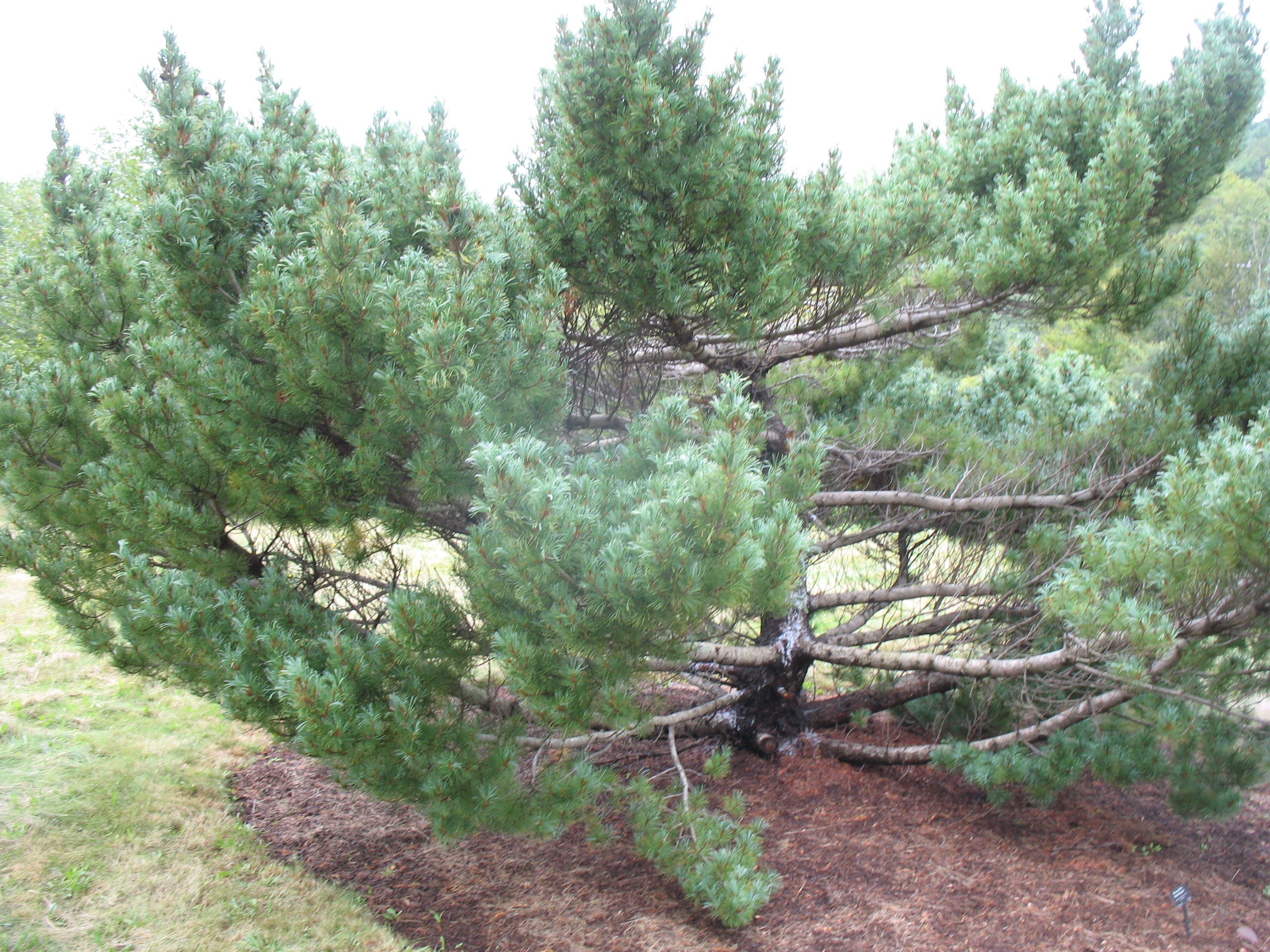 Pinus parviflora 'Bonnie Bergman'  / Japanese White Pine