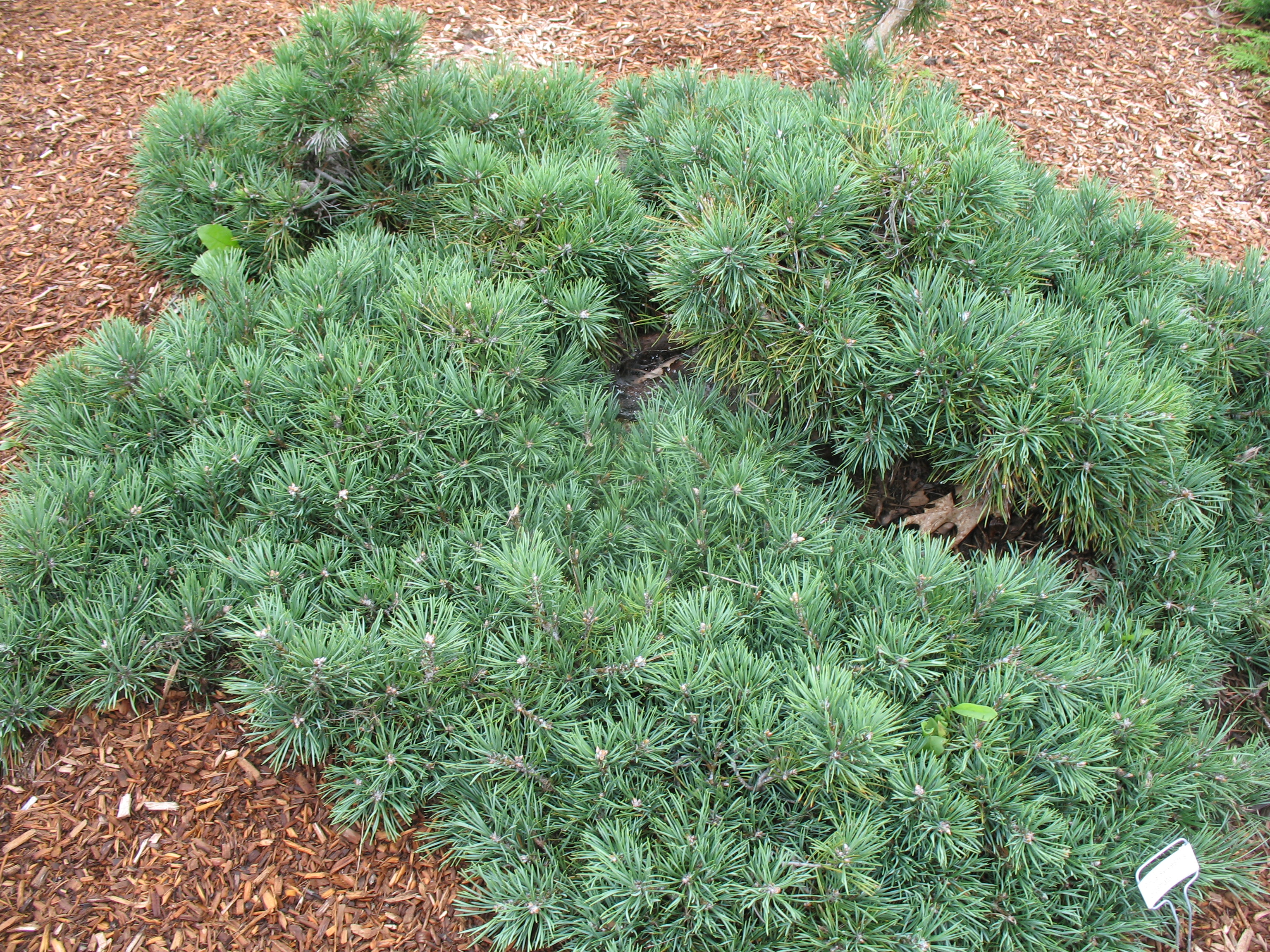 Pinus sylvestris 'Prostrata' / Dwarf Scotch Pine