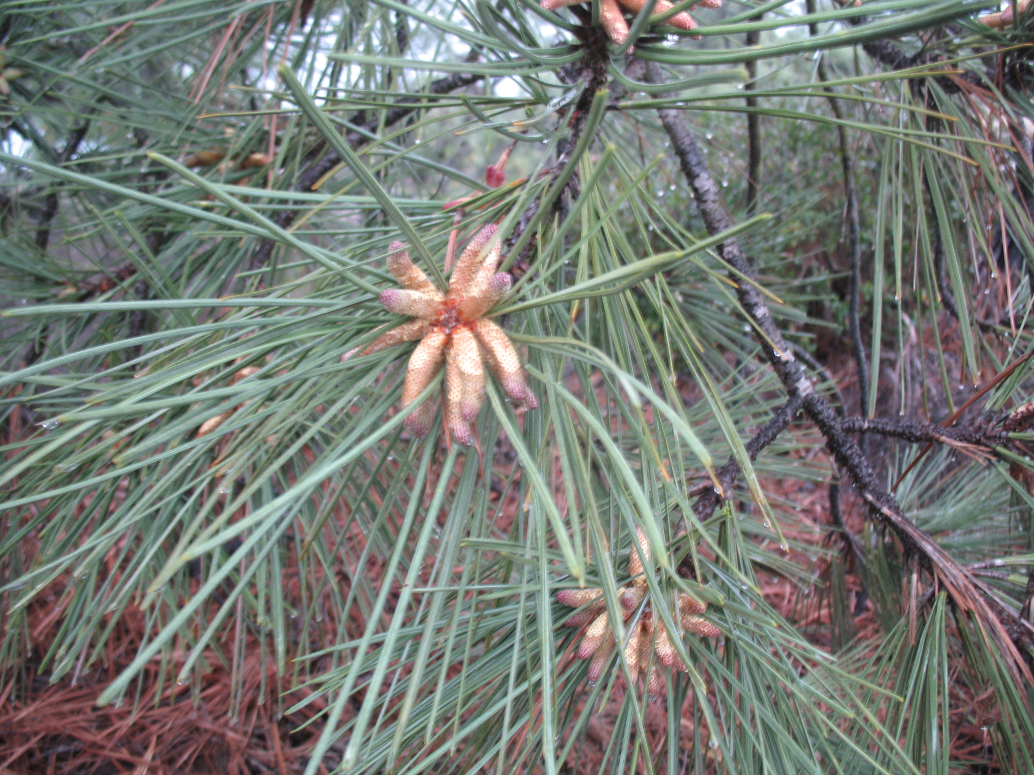 Pinus torreyana  / Pinus torreyana 