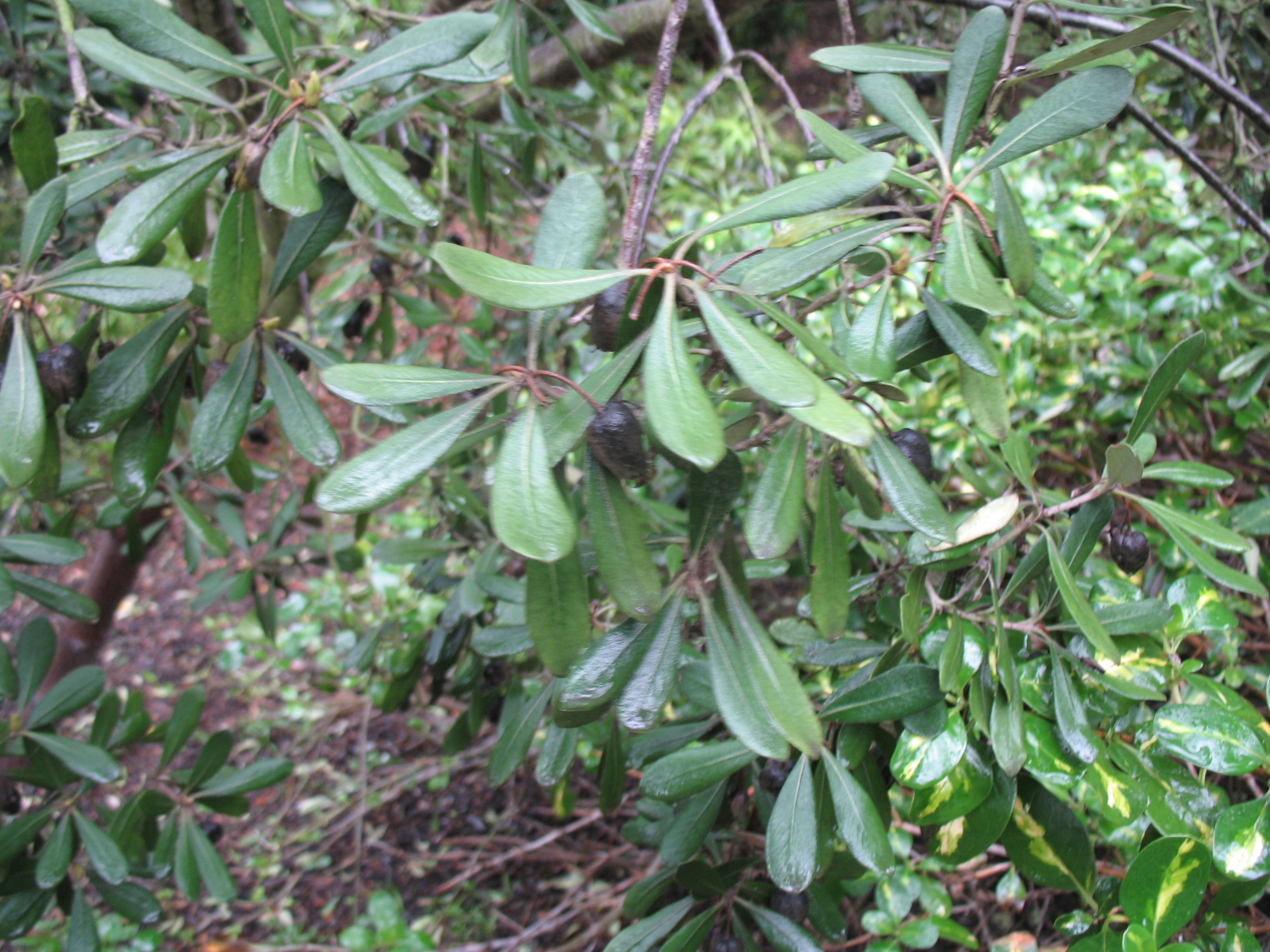 Pittosporum crassifolium / Pittosporum crassifolium