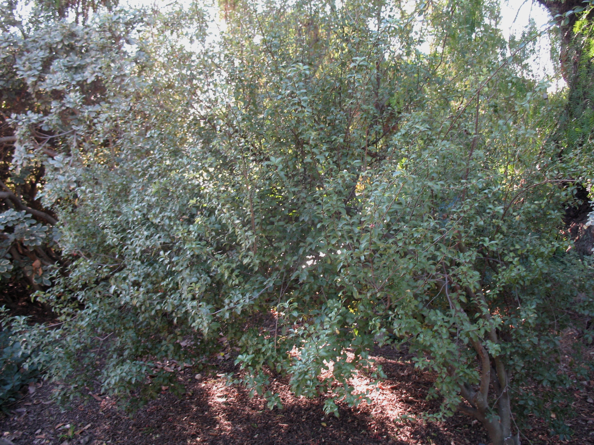 Pittosporum tenuifolium / Kohuhu, Kohuhu Pittosporum