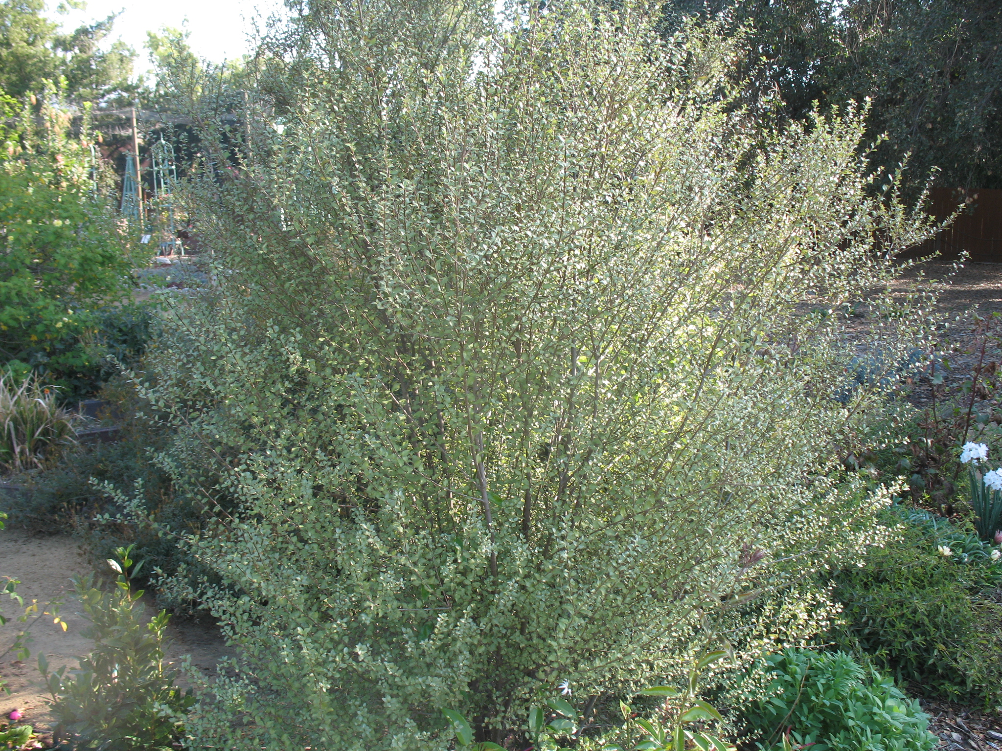 Pittosporum tenuifolium 'Oliver Twist'  / Oliver Twist Kohuhu Pittosporum