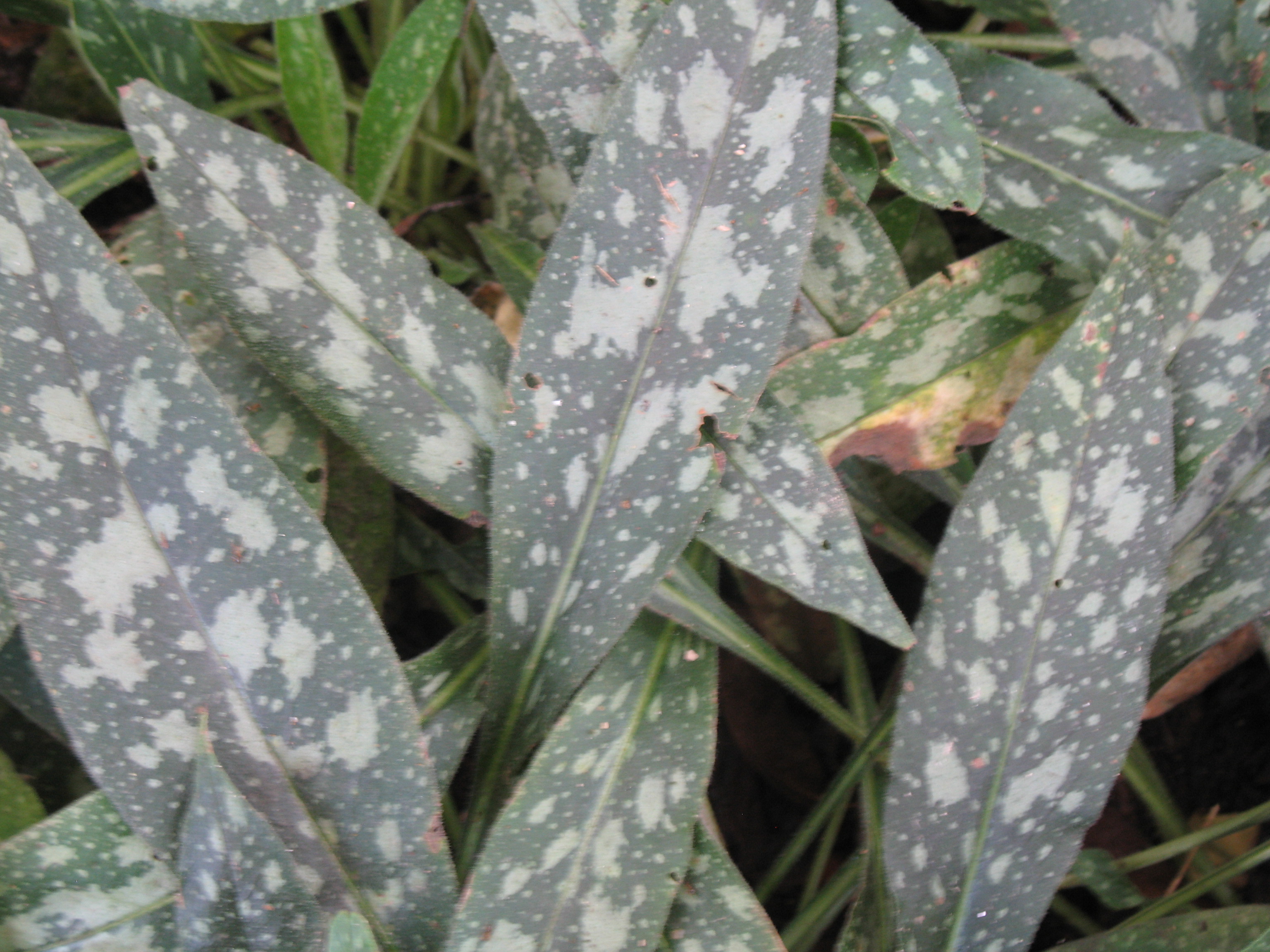 Plumonaria 'Raspberry Splash' / Lungwort, Bethlehem Sage