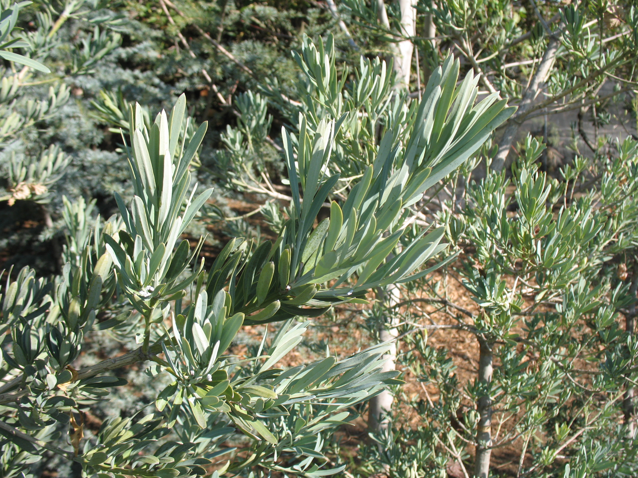 Podocarpus elongatus 'Monmal' / Podocarpus elongatus 'Monmal'