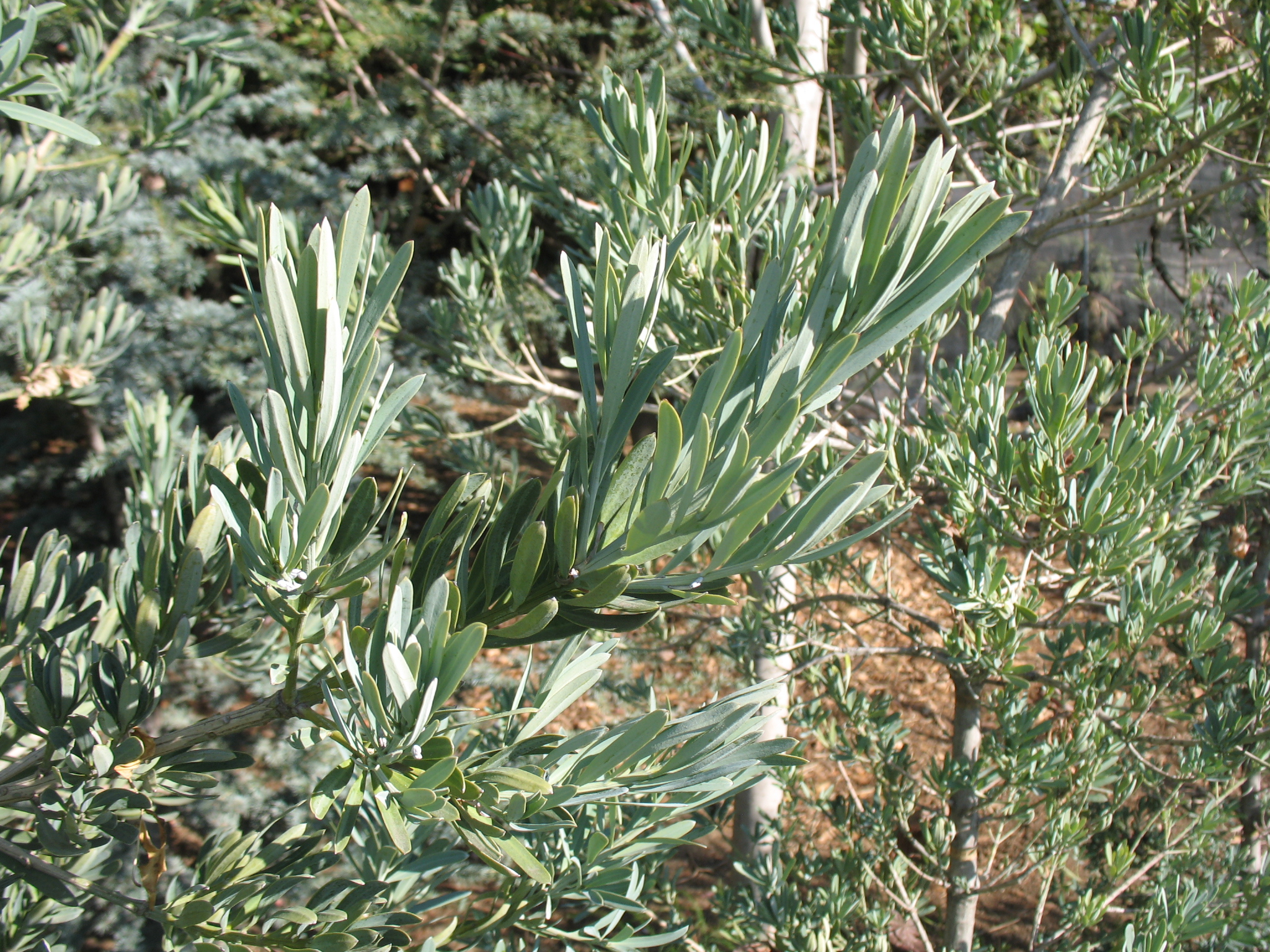 Podocarpus elongatus 'Monmal' / Ice Blue Yellow-Wood