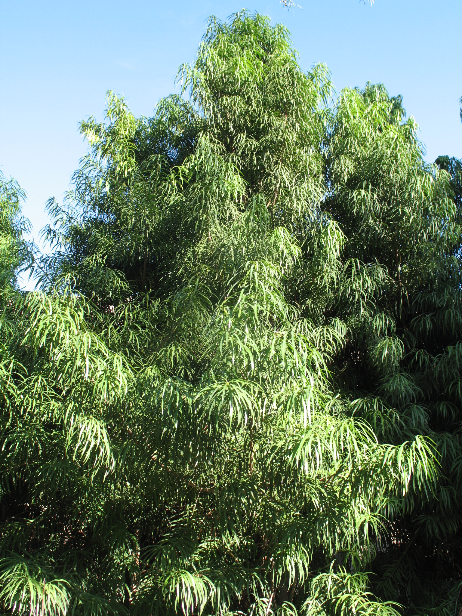 Podocarpus henkelii / Henkel's Yellow-Wood, Long Leafed Yellow-Wood