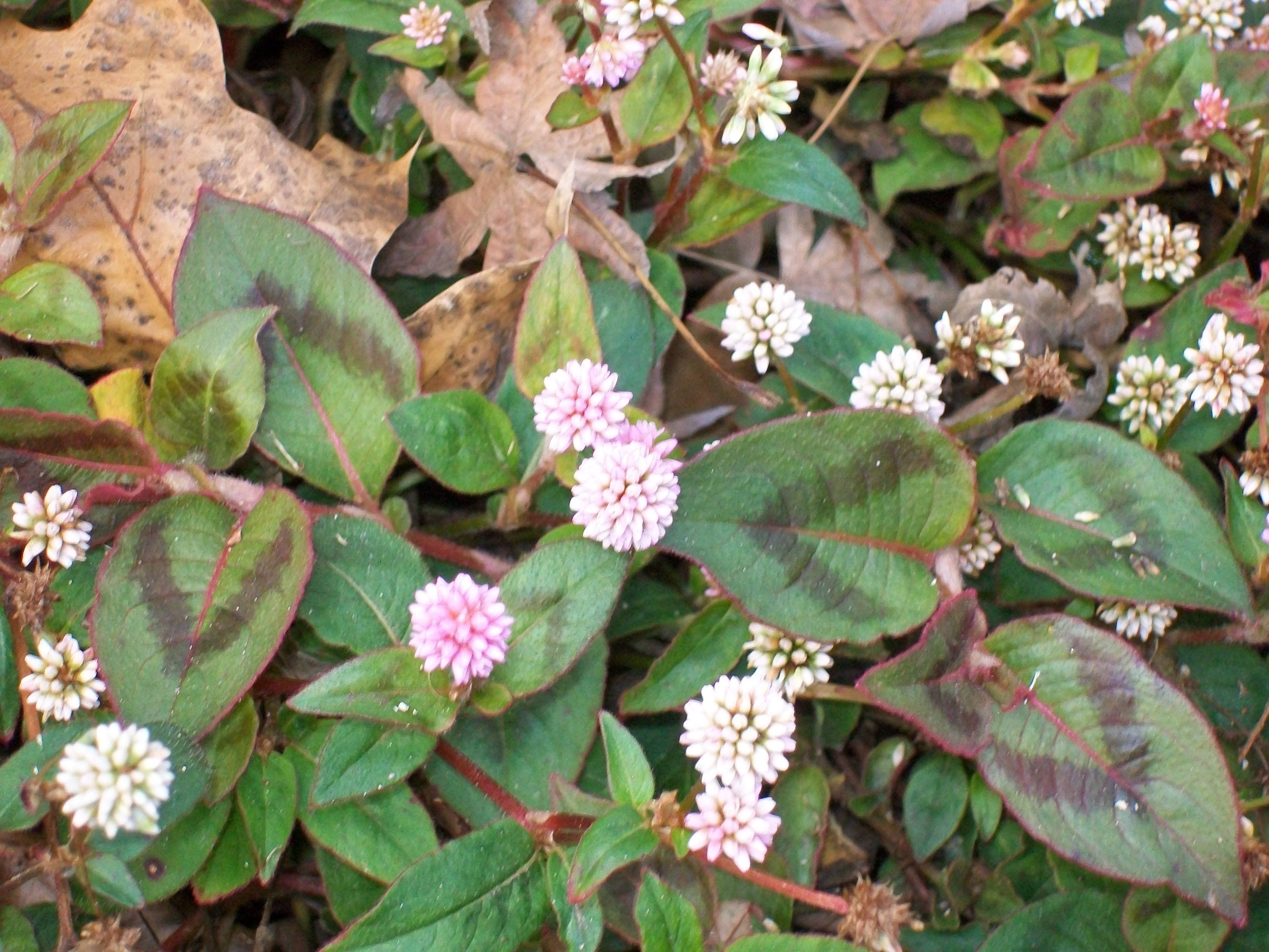 Polygonum capitatum / Pink Clover, Pink Knotweed