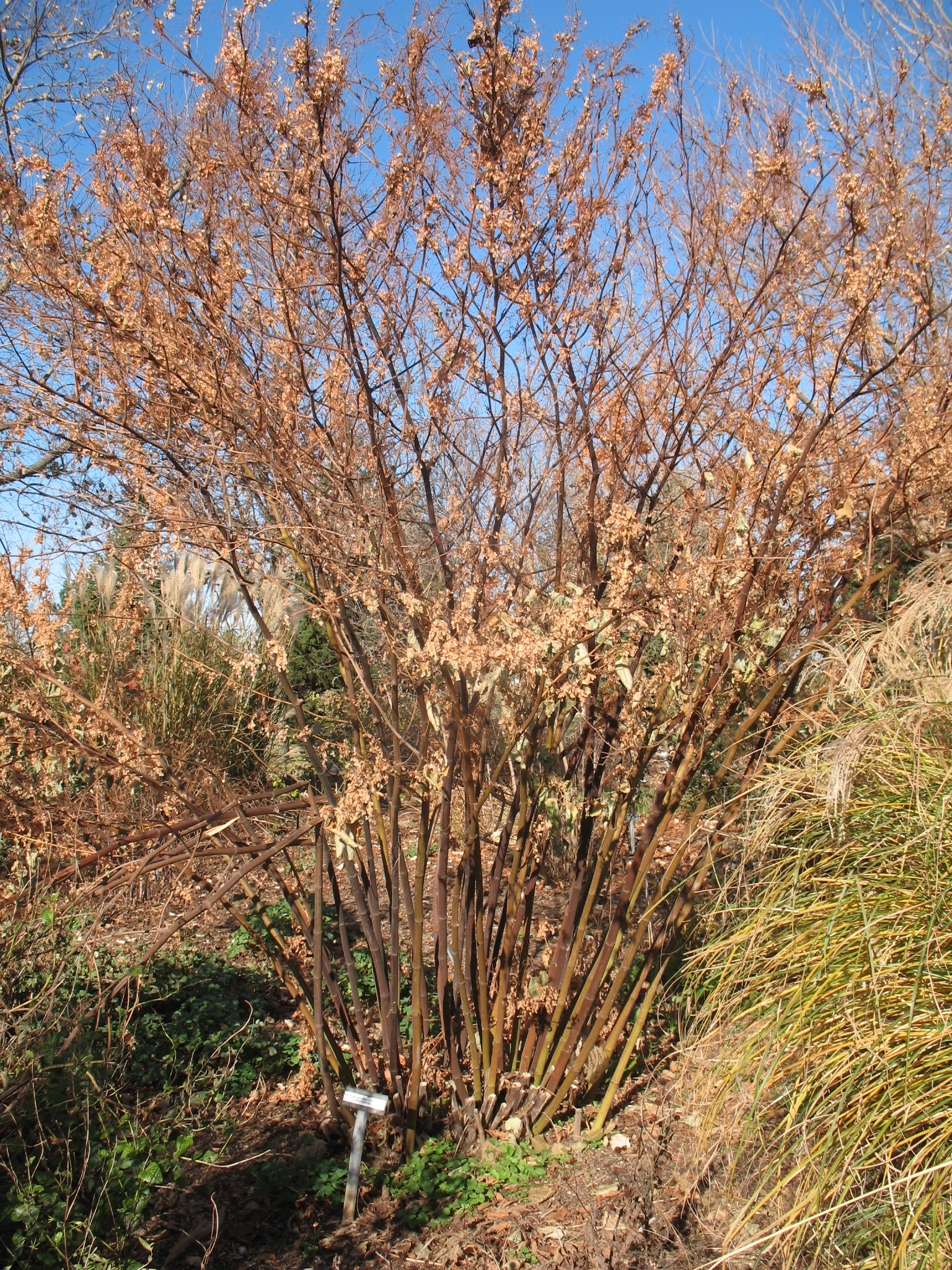 Polygonum cuspidatum 'Crimson Beauty' / Polygonum cuspidatum 'Crimson Beauty'