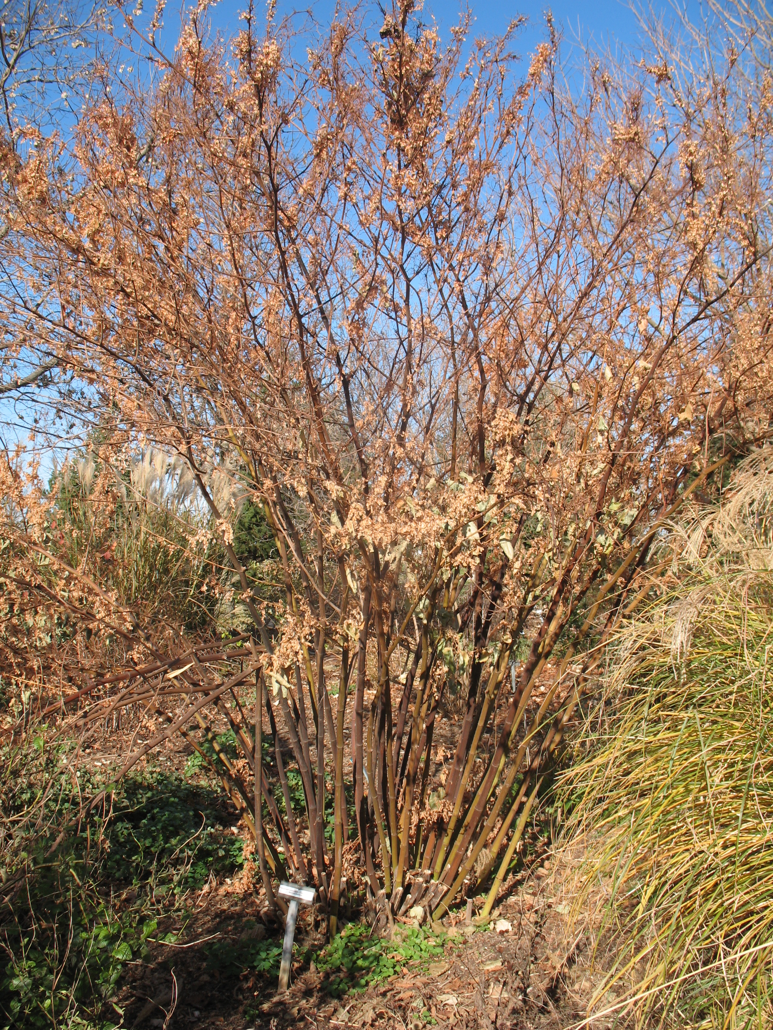 Polygonum cuspidatum 'Crimson Beauty' / Clumping Mexican Bamboo, Mexican Bamboo