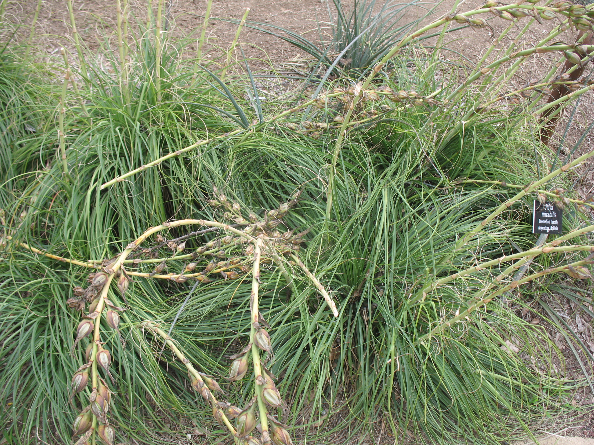 Puya mirabilis / Puya Mirabilis