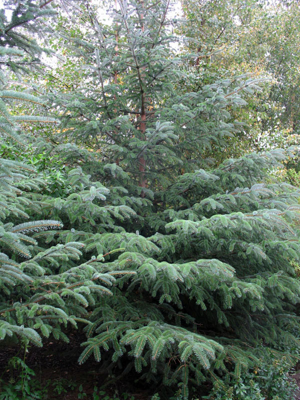 Picea abies 'Nidiformis' / Picea abies 'Nidiformis'