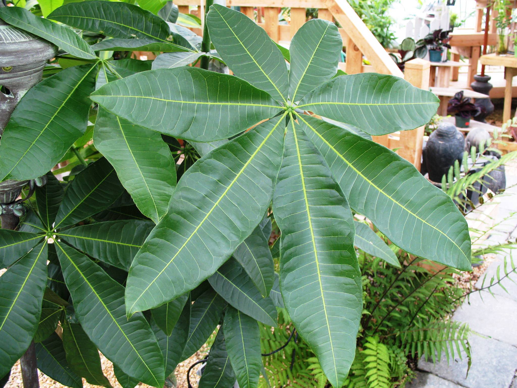 Pachira aquatica  / Guiana Chestnut