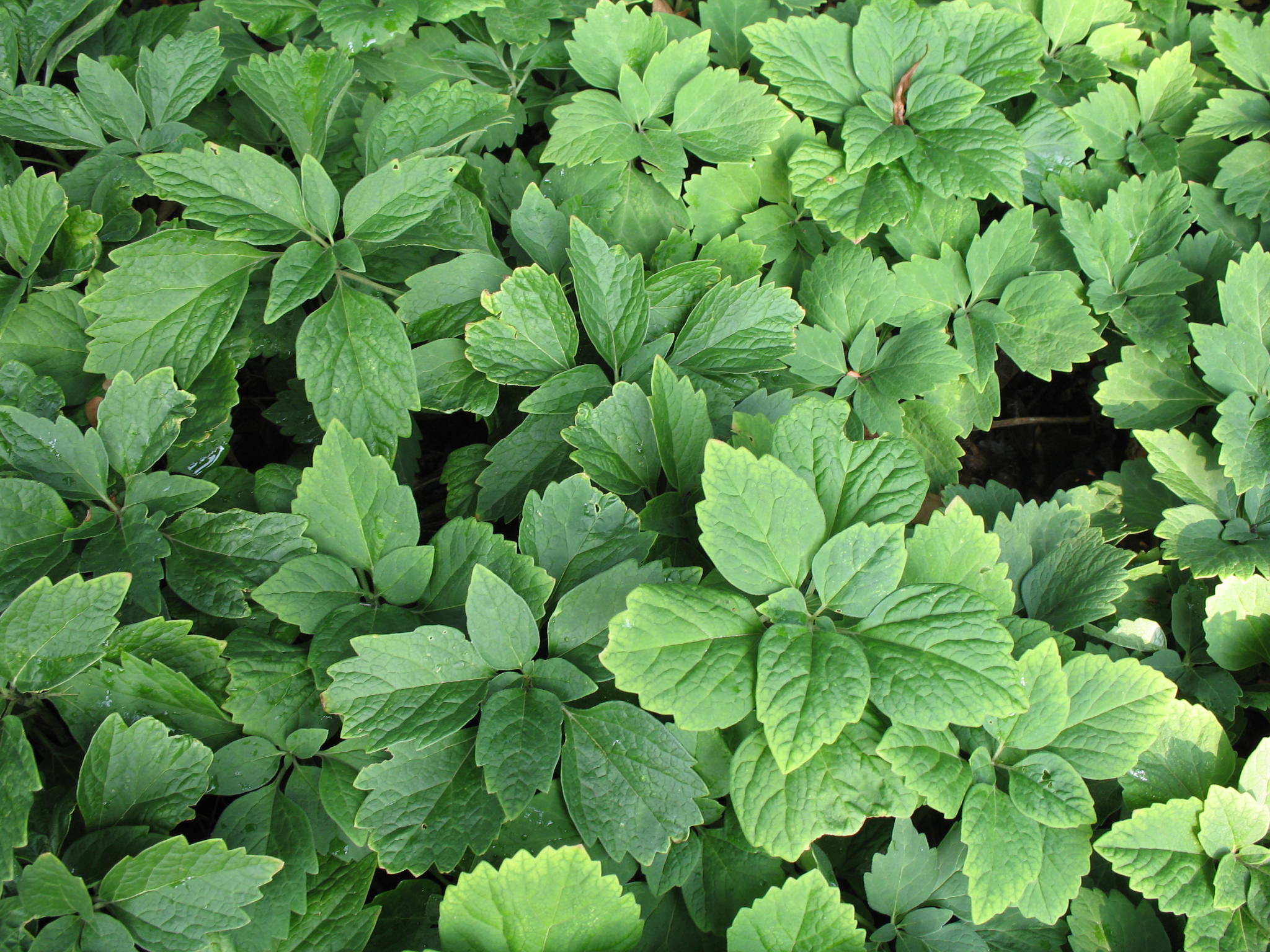 Pachysandra procumbens 'Forest Green'  / Forest Green Pachysandra