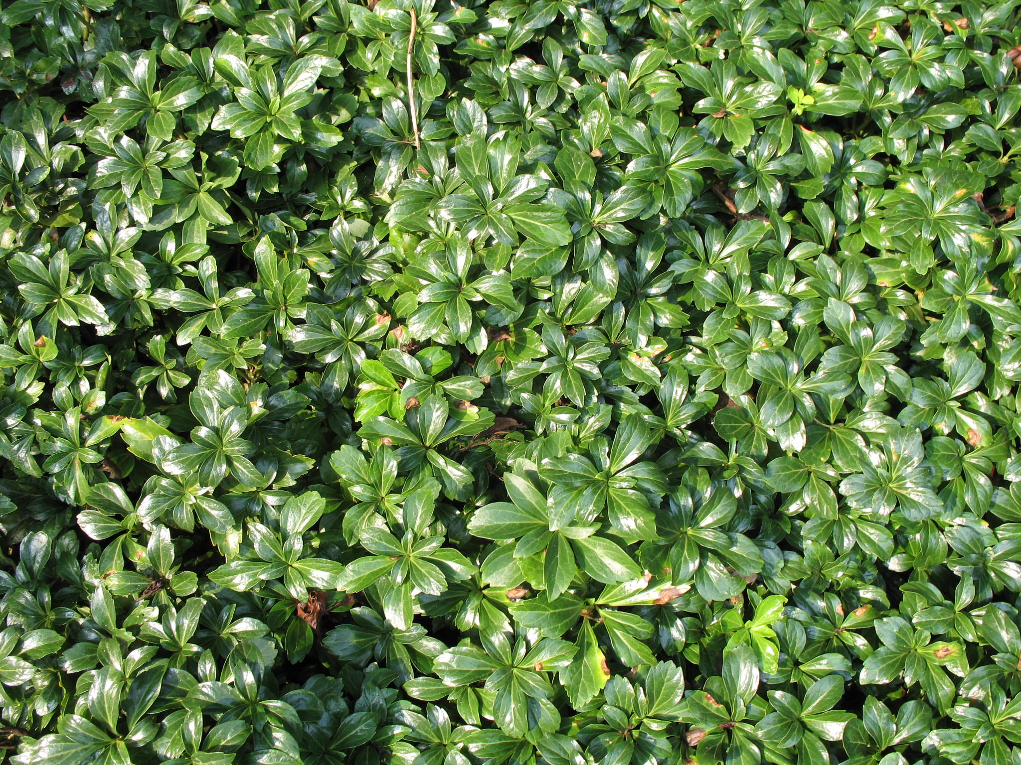 Pachysandra terminalis 'Green Sheen'   / Green Sheen Pachysandra