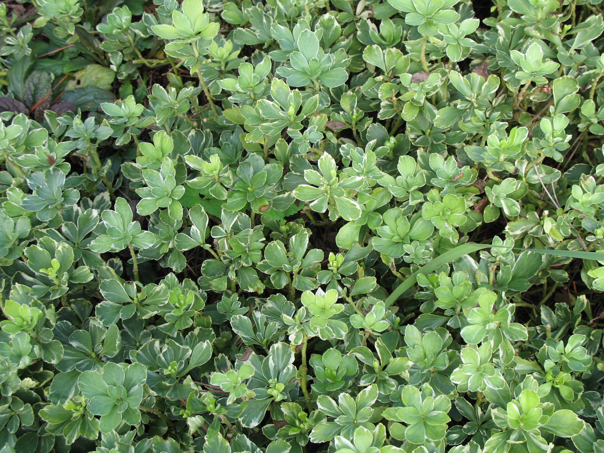 Pachysandra terminalis 'Silver Edge'  / Pachysandra terminalis 'Silver Edge' 