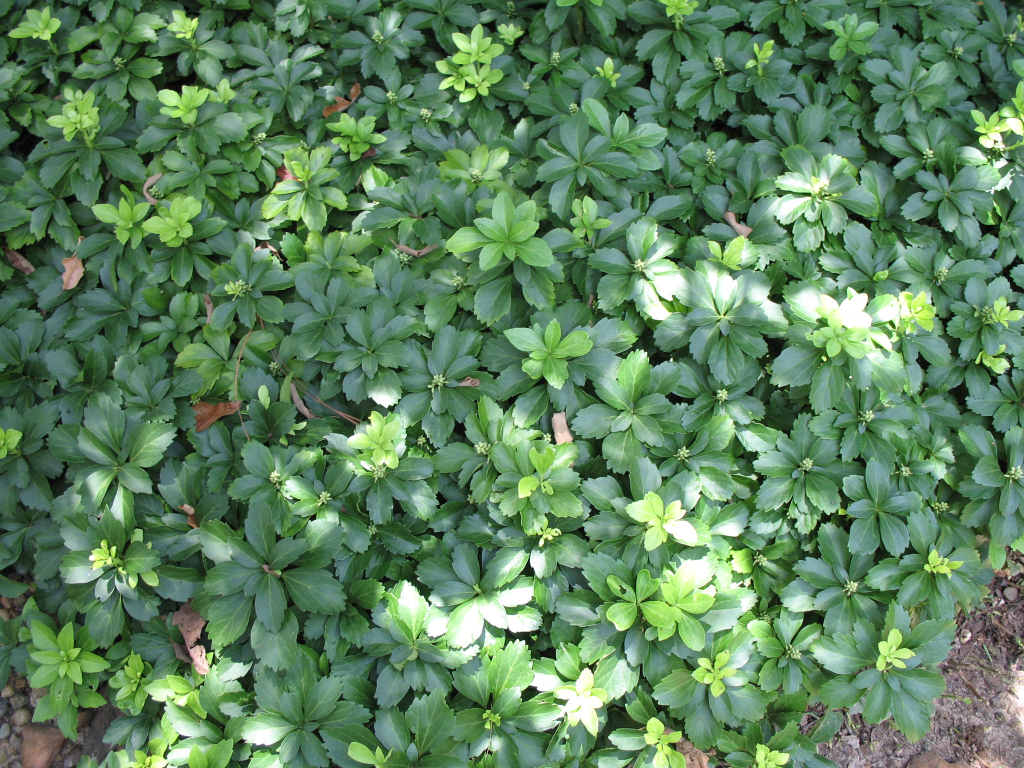 Pachysandra terminalis  / Pachysandra