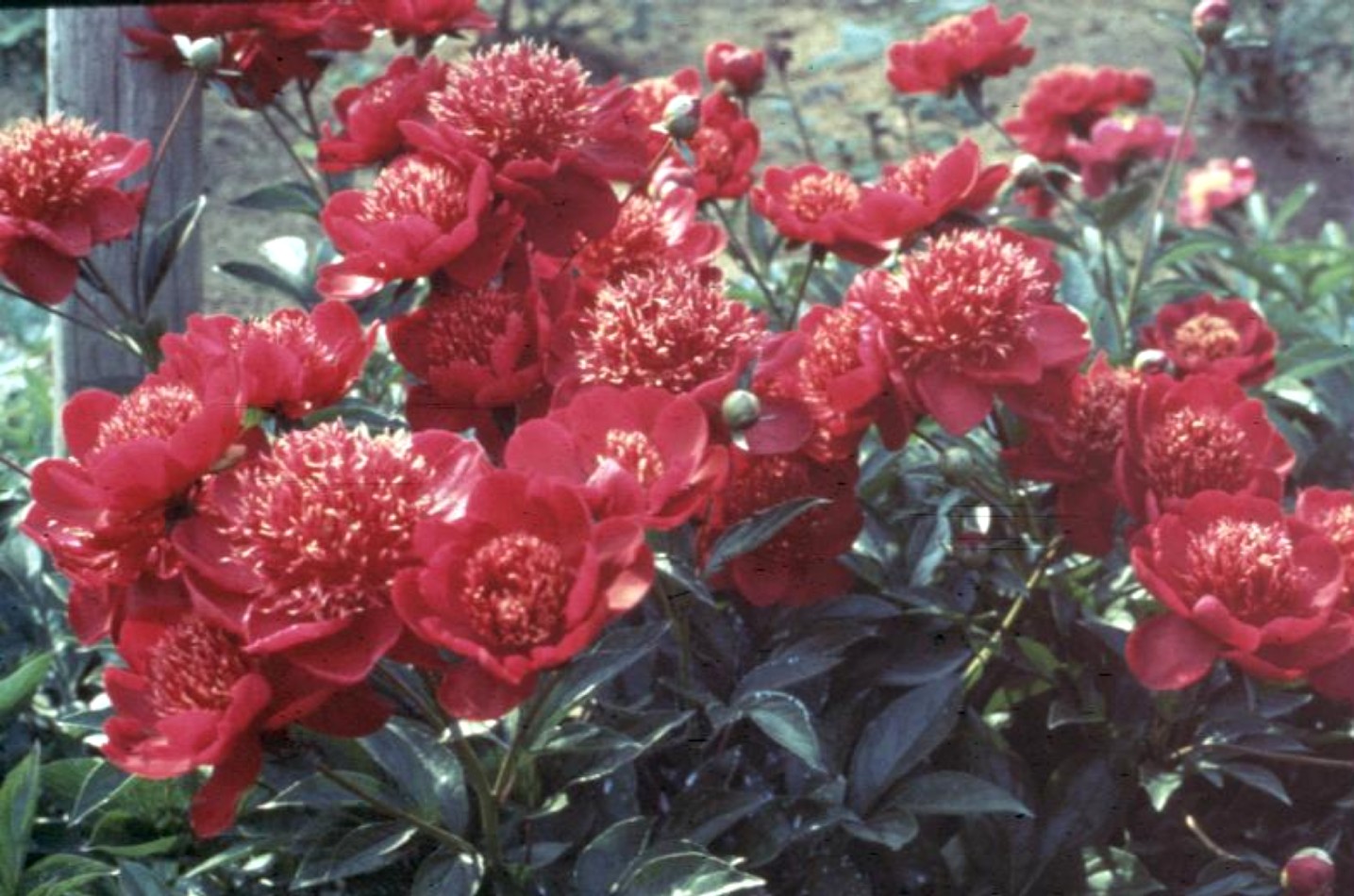 Paeonia lactifolia  / Paeonia lactifolia 