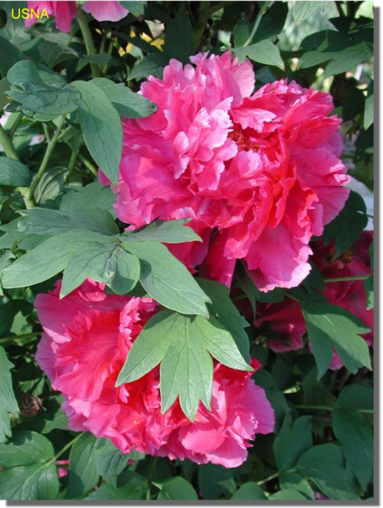 Paeonia suffruticosa 'Toichi Ruby'  / Paeonia suffruticosa 'Toichi Ruby' 