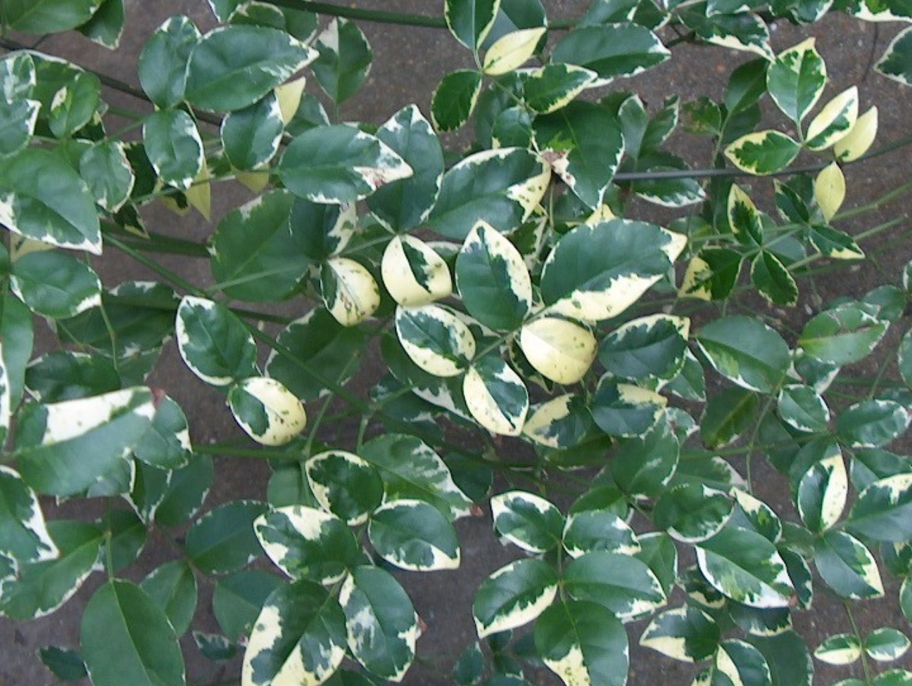 Pandorea jasminoides  / Bower Vine