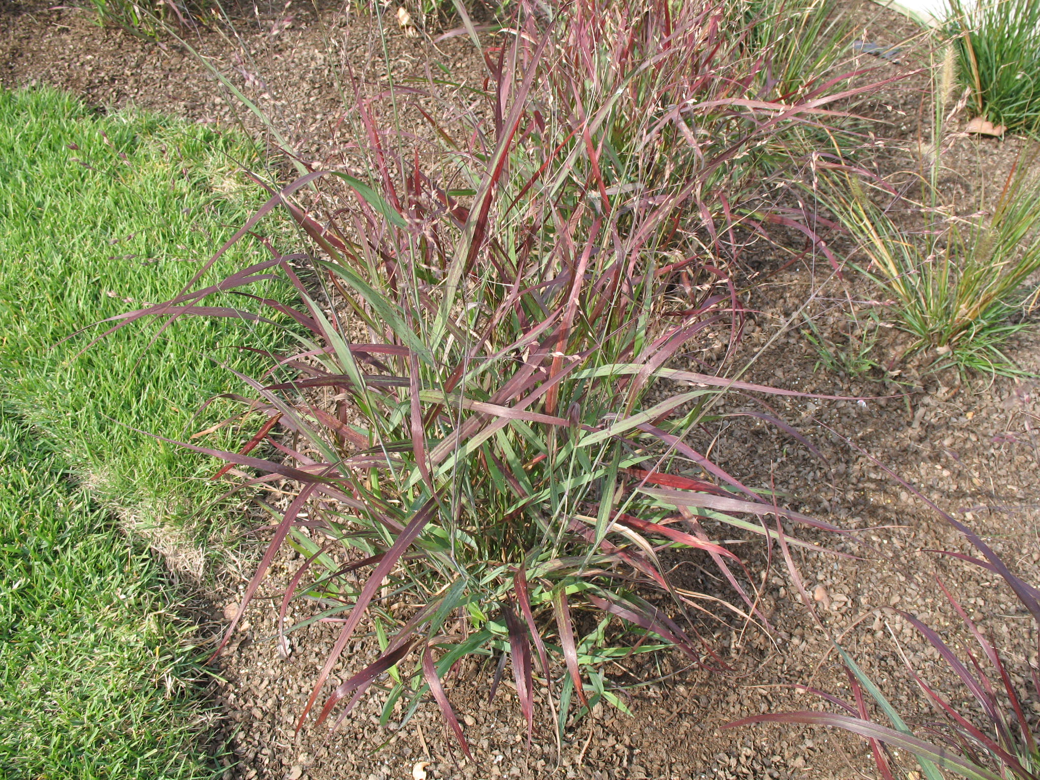 Panicum virgatum   / Red Switch Grass