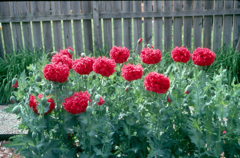 Papaver somniferum  / Papaver somniferum 