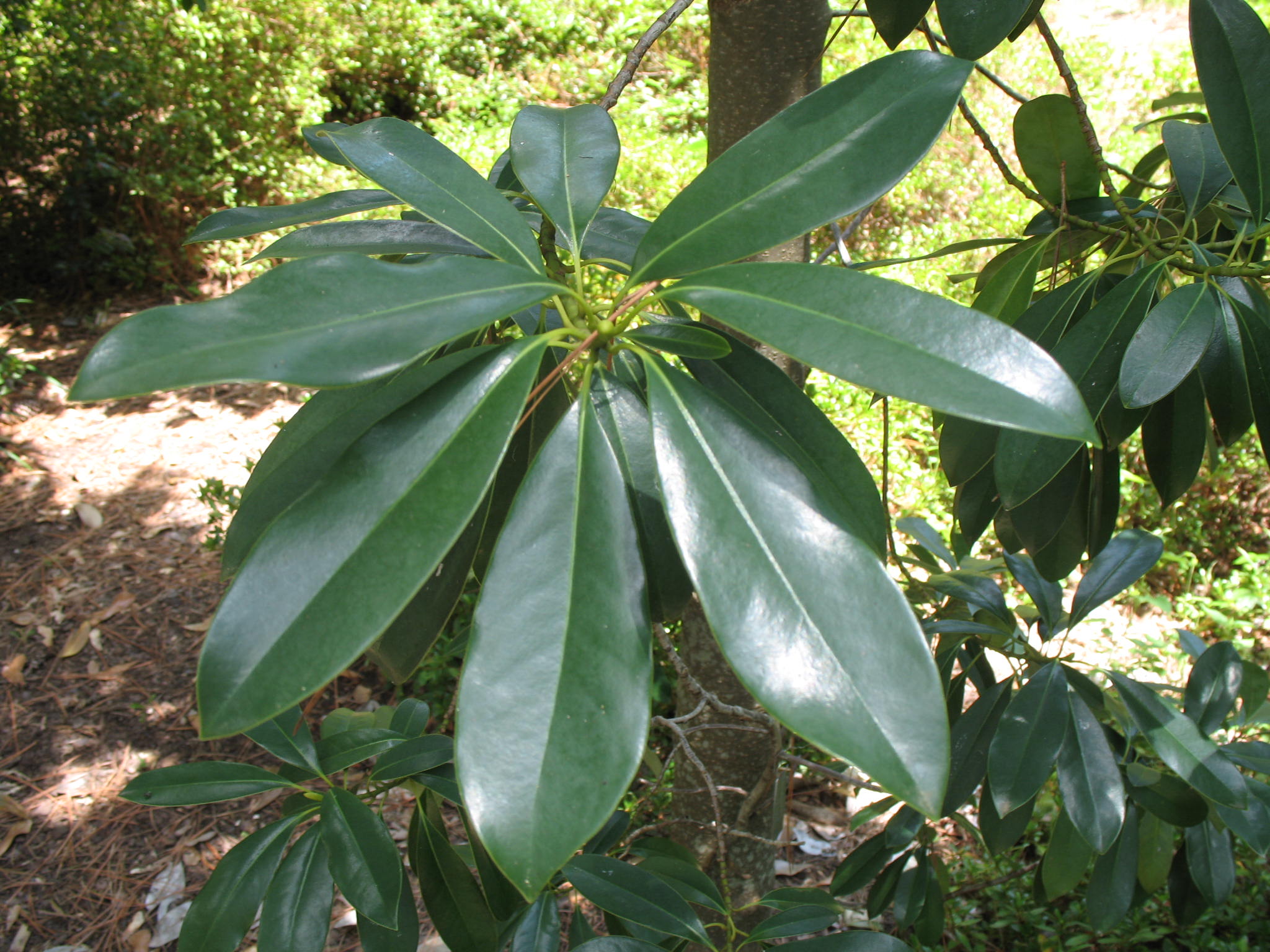 Parakmeria lotungensis  / Parakmeria lotungensis 