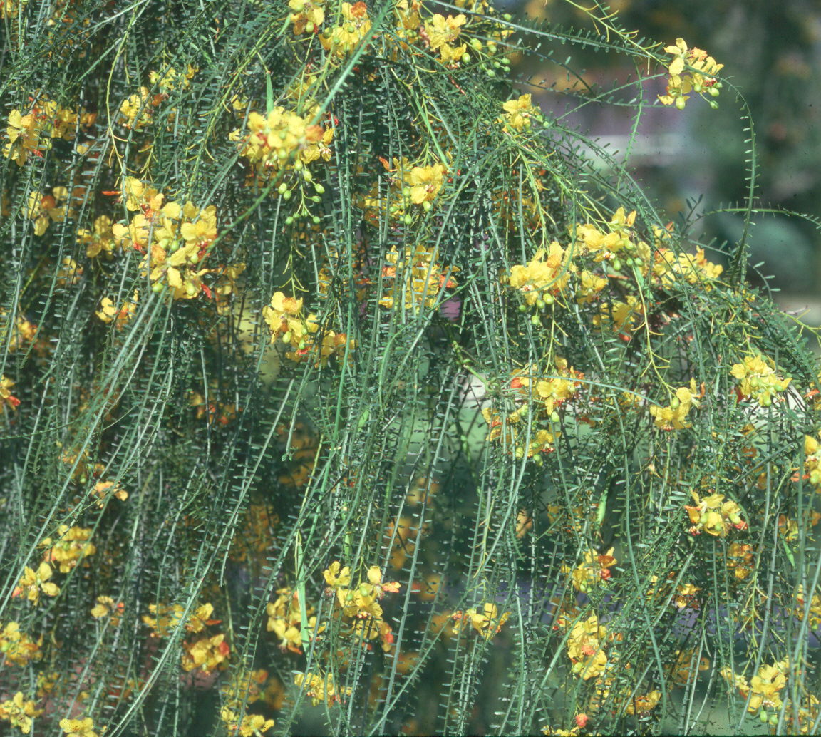 Parkinsonia aculeata  / Parkinsonia