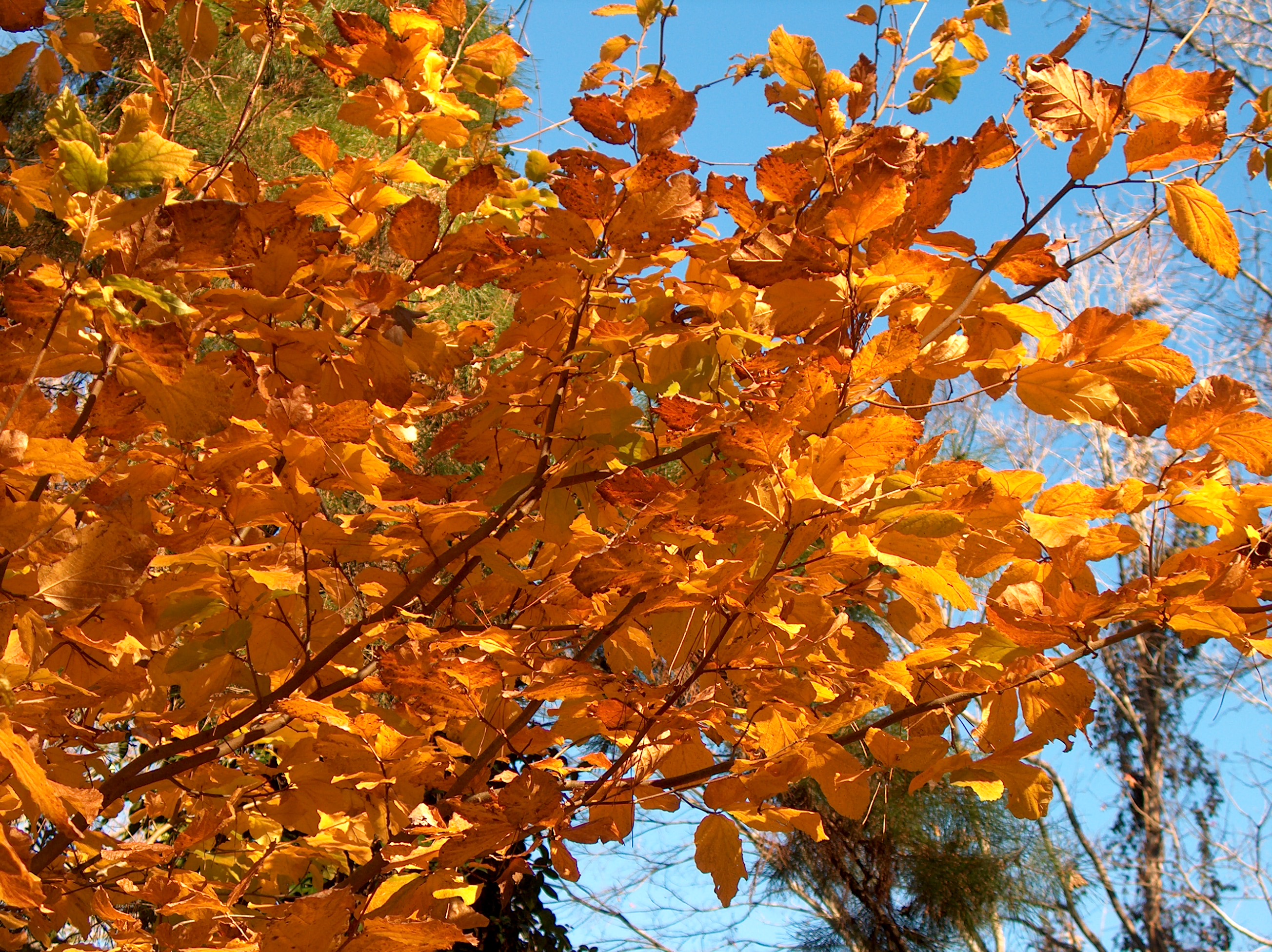 Parrotia persica  / Parrotia