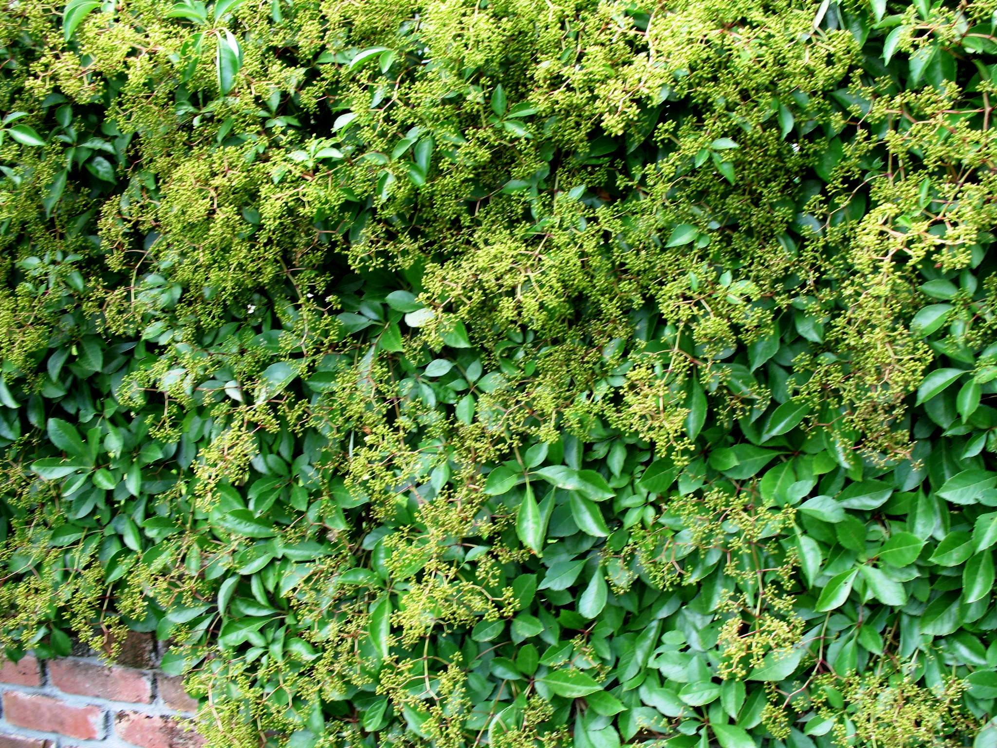 Parthenocissus henryana  / Silvervein Creeper