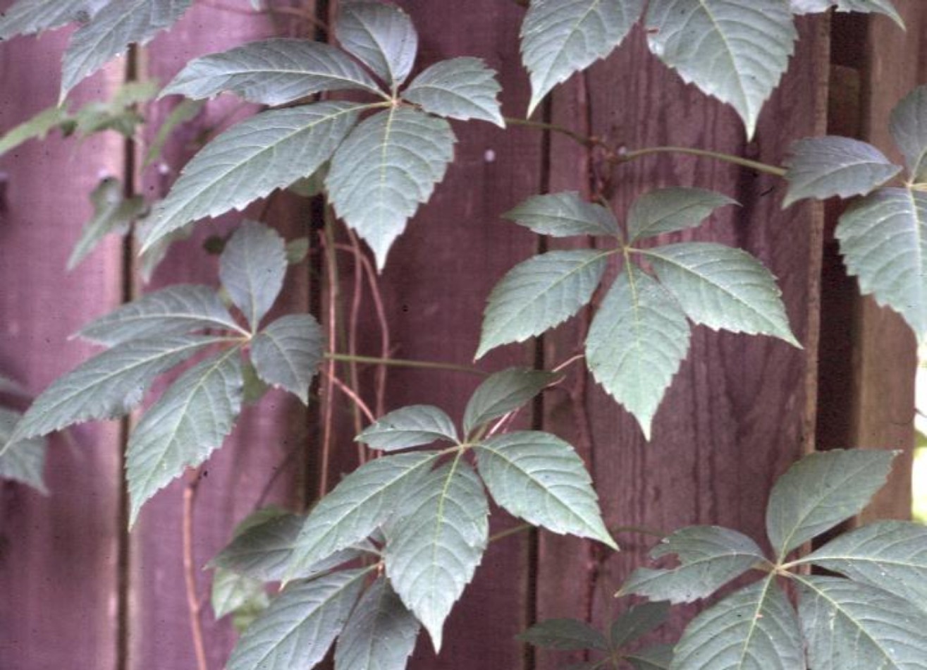 Parthenocissus quinquefolia  / Virginia Creeper