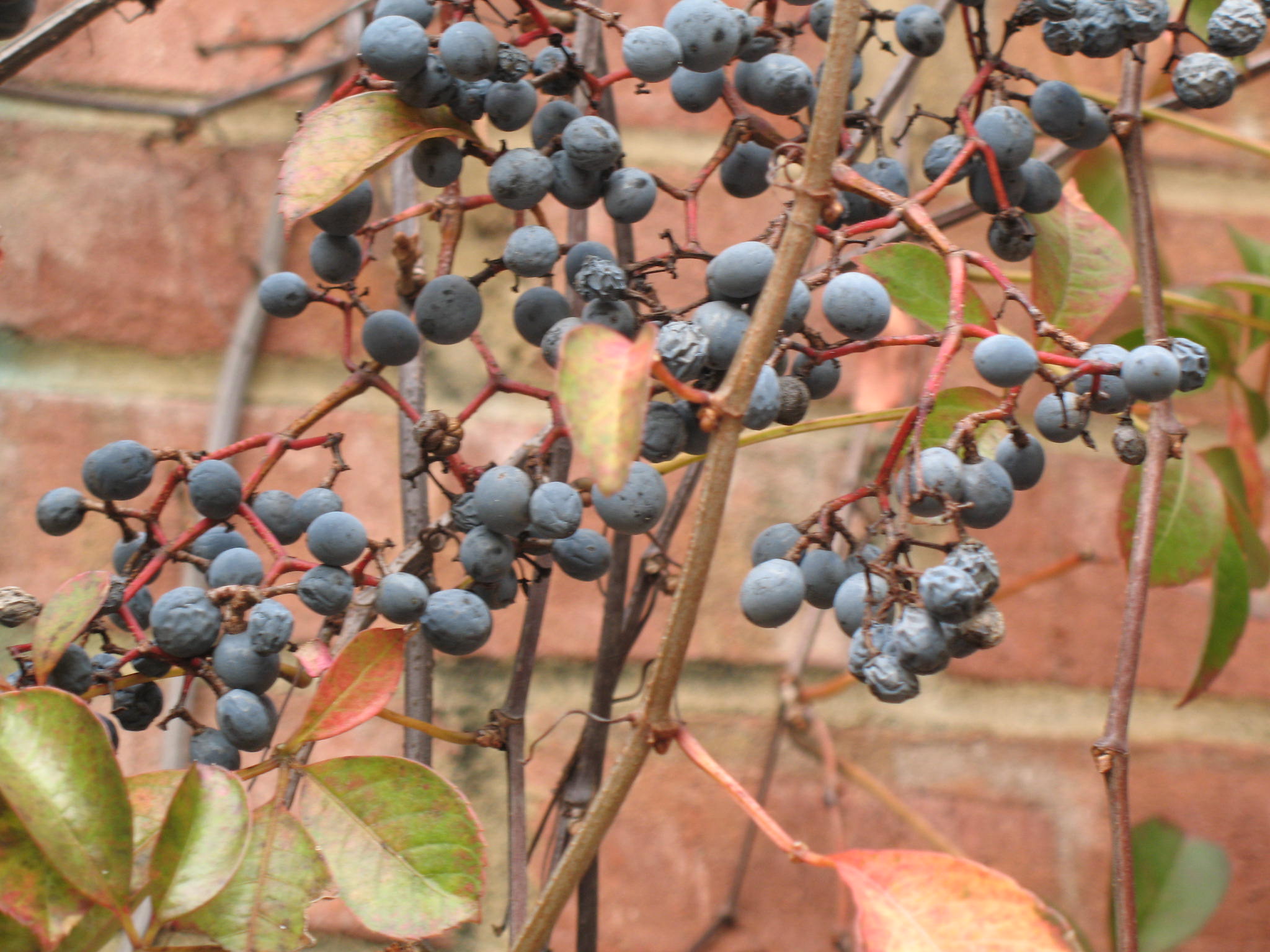 Parthenocissus tricuspidata  / Parthenocissus tricuspidata 