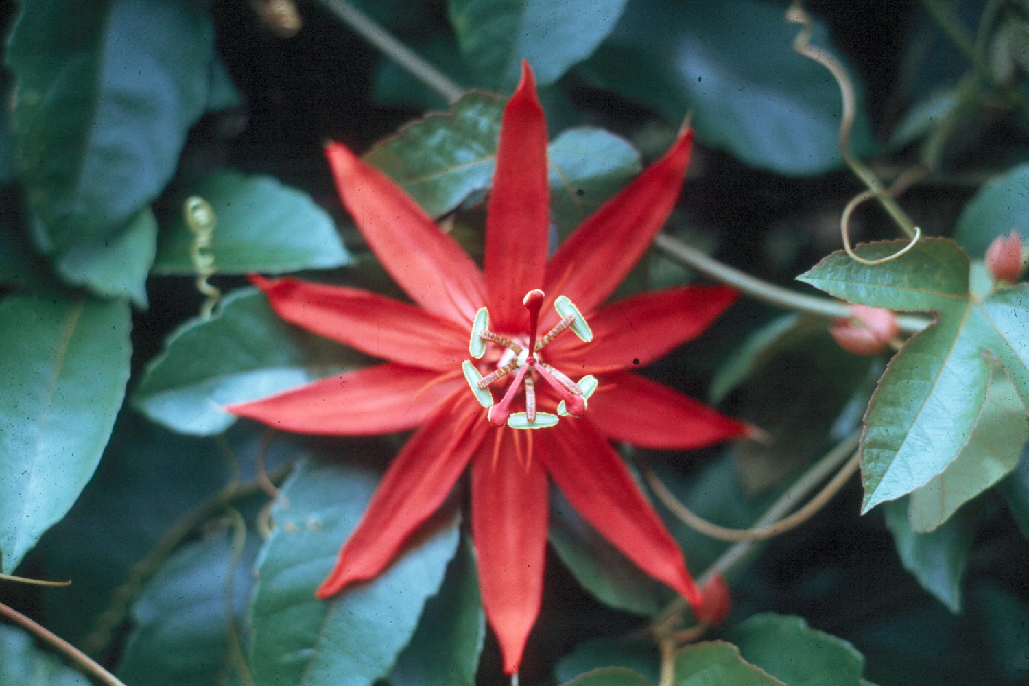 Passiflora racemosa  / Passion Flower