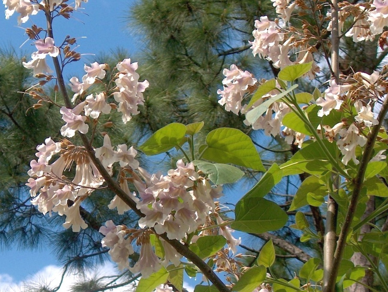 Paulownia tomentosa  / Paulownia tomentosa 