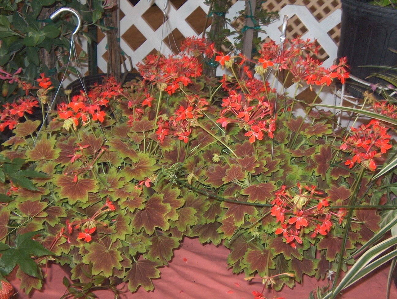 Pelargonium 'Vancouver Centennial'  / Pelargonium 'Vancouver Centennial' 