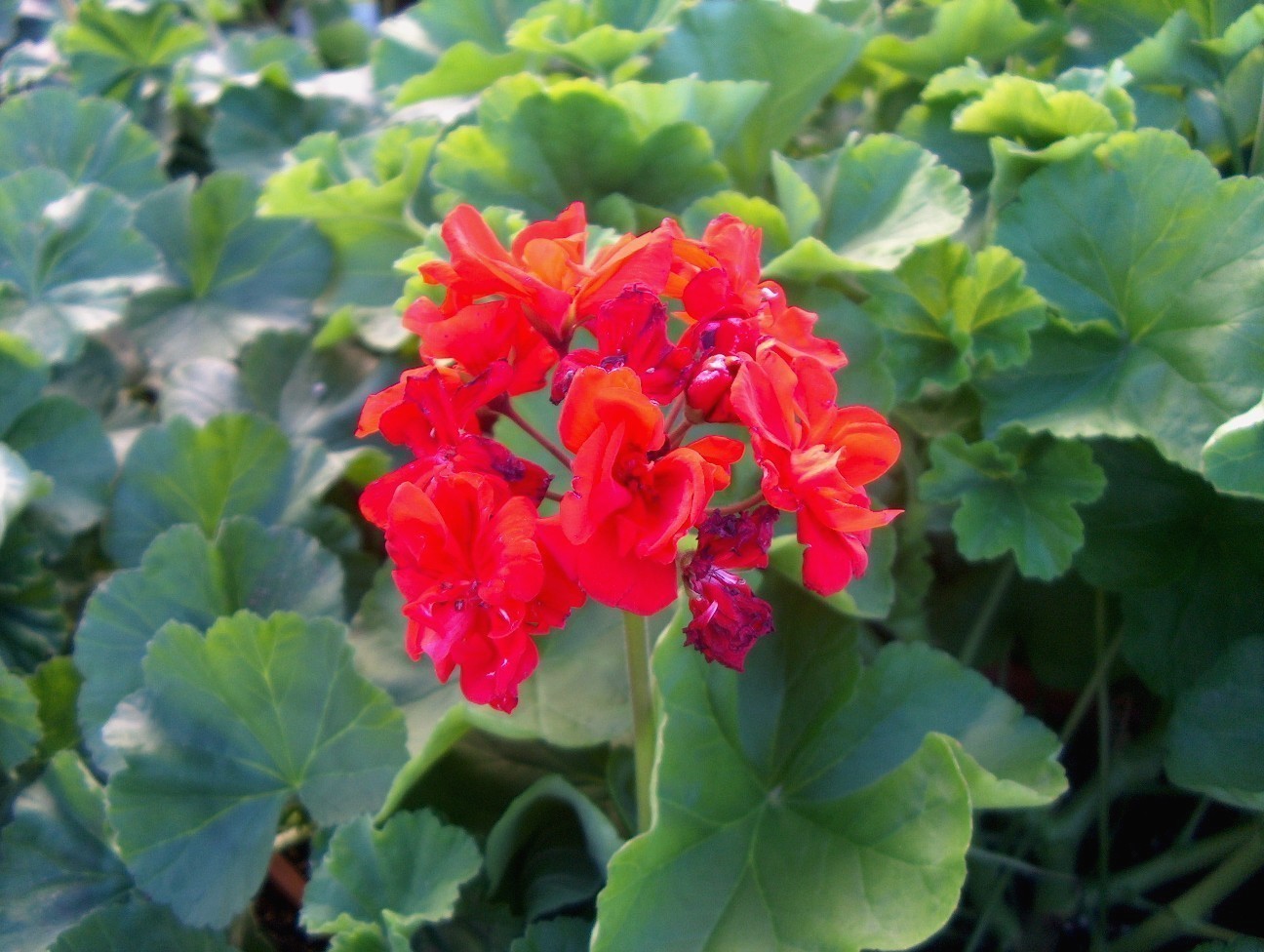 Pelargonium species  / Pelargonium species 