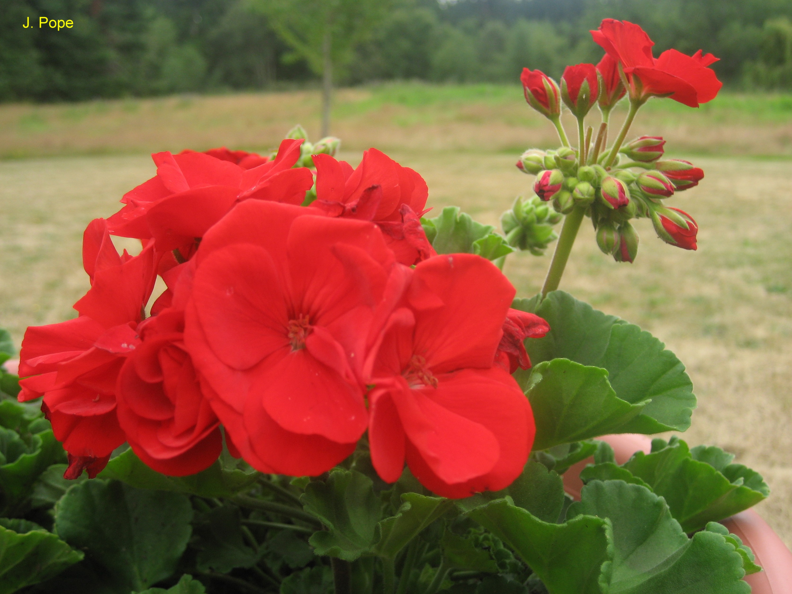 Pelargonium x hortorum  / Pelargonium x hortorum 