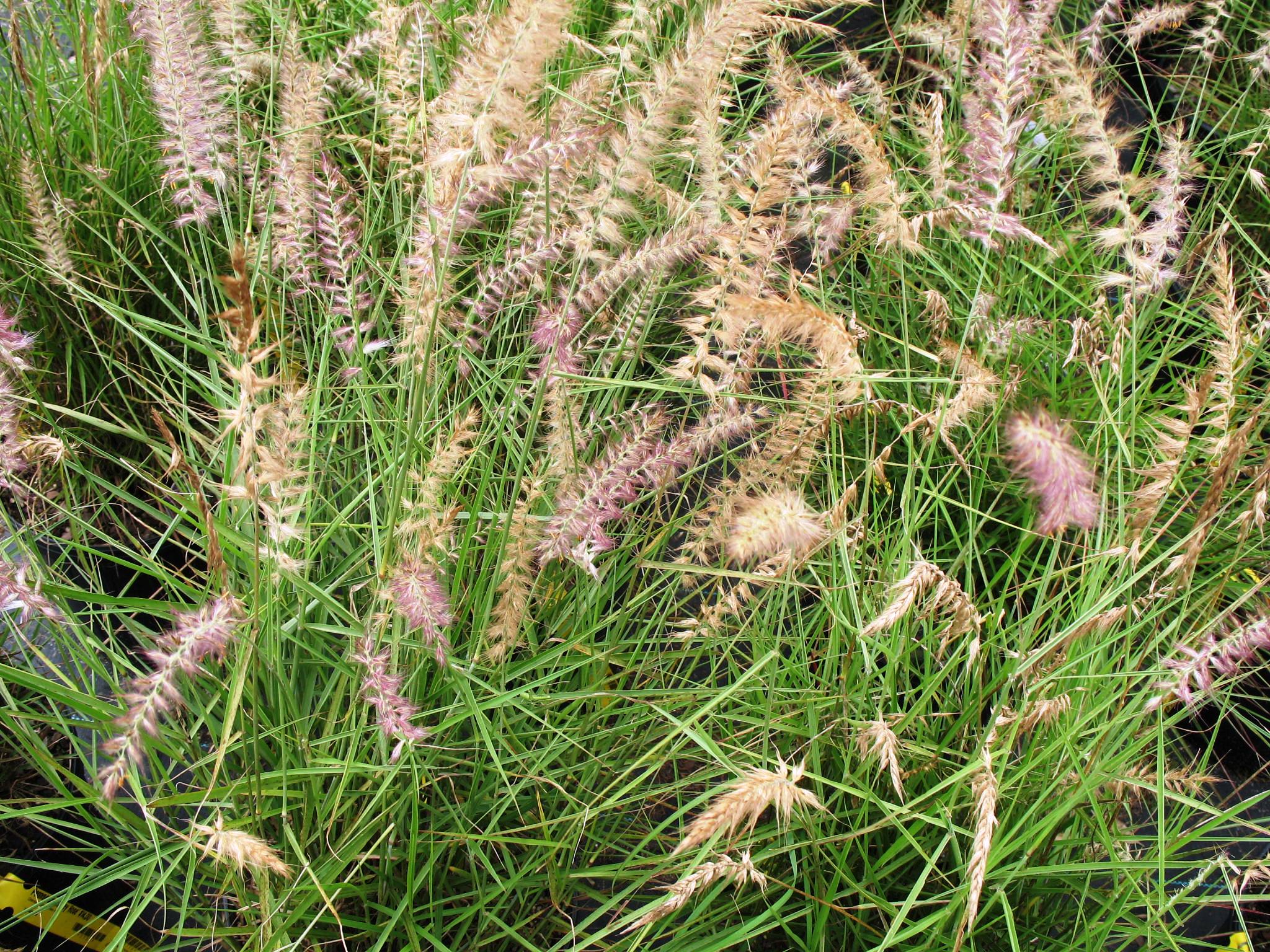 Pennisetum 'Karley Rose'  / Karley Rose Fountain Grass