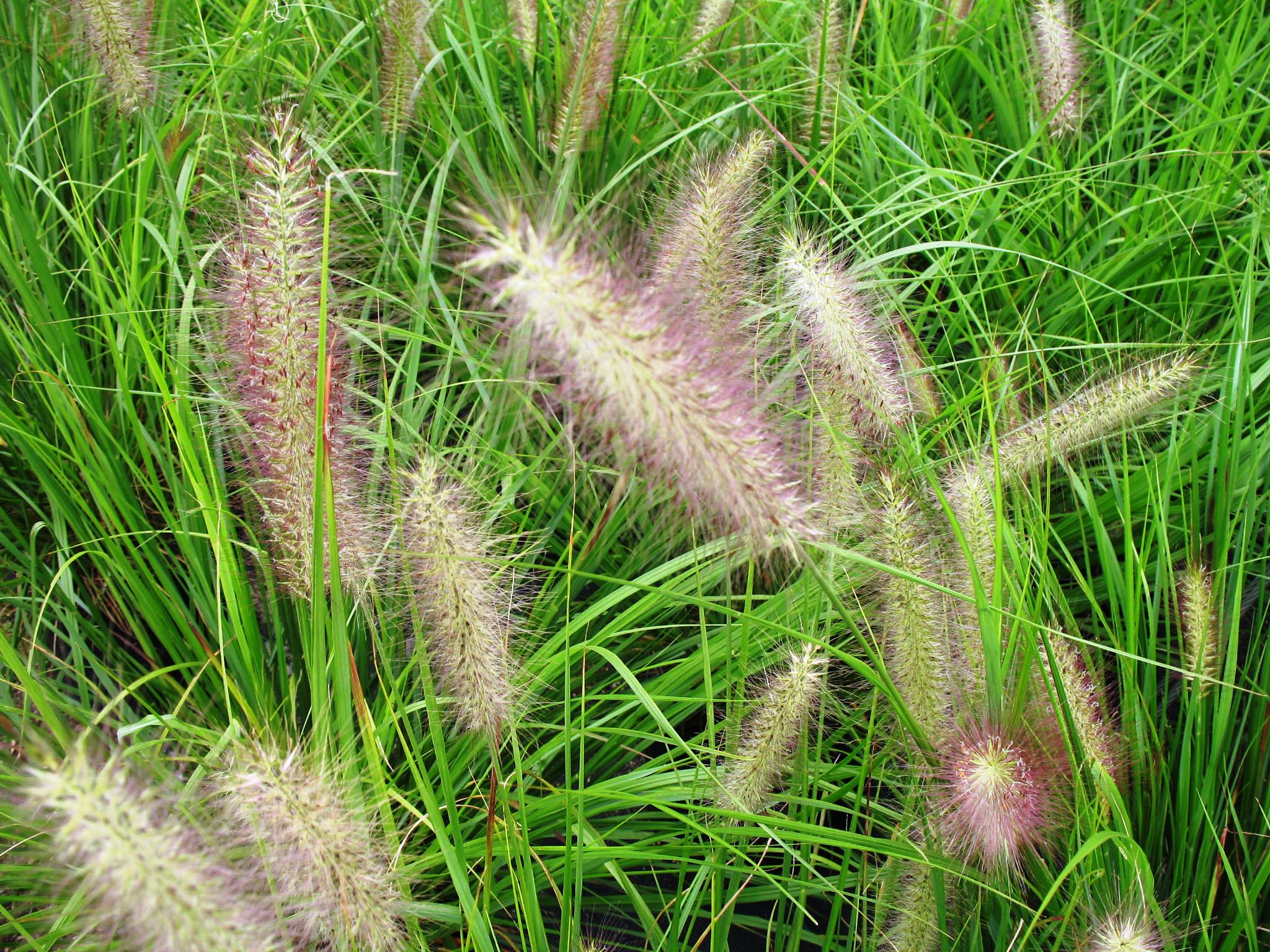 Pennisetum 'Red Head'  / Pennisetum 'Red Head' 