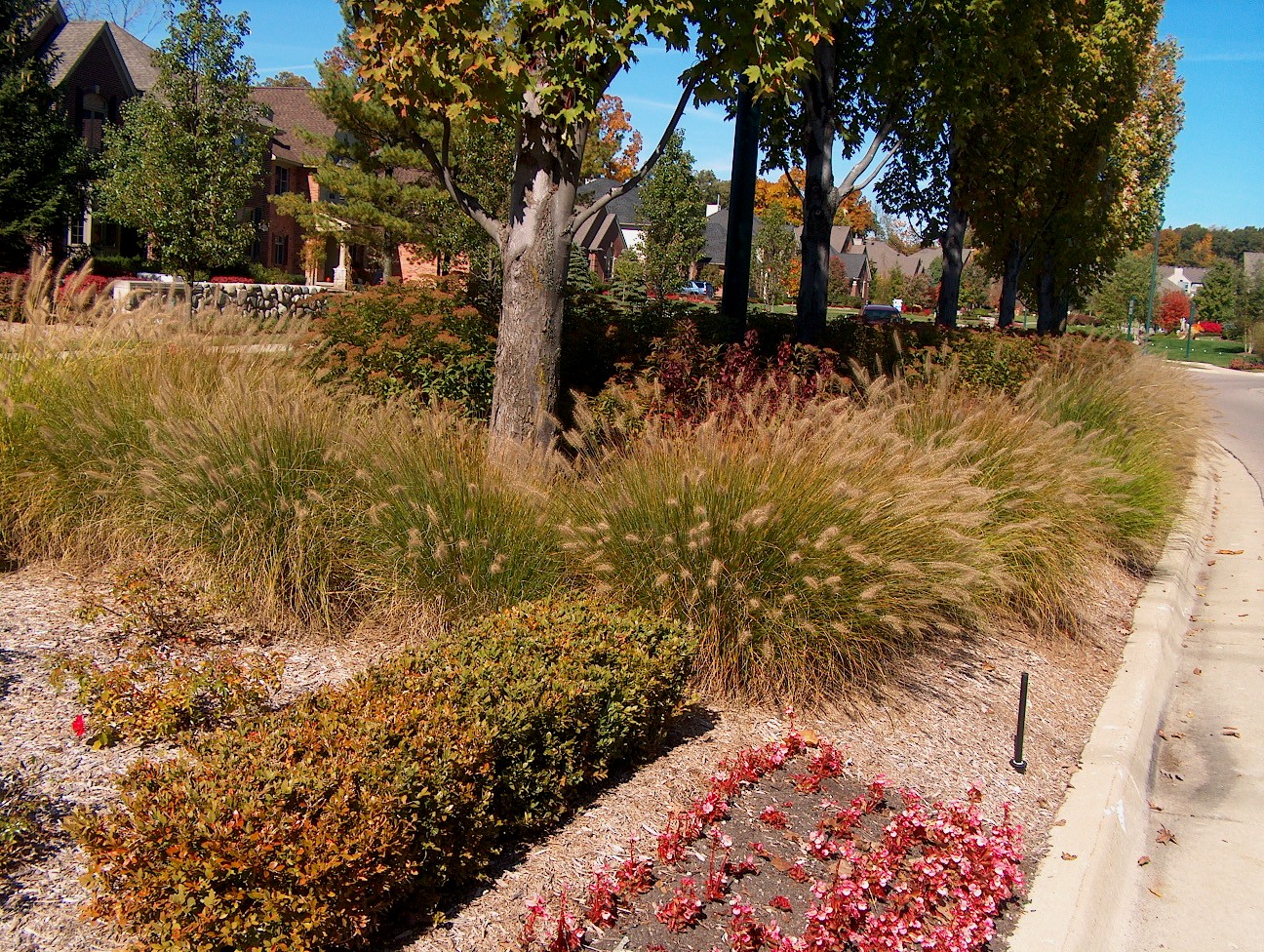 Pennisetum alopecuroides 'Hameln'  / Pennisetum alopecuroides 'Hameln' 