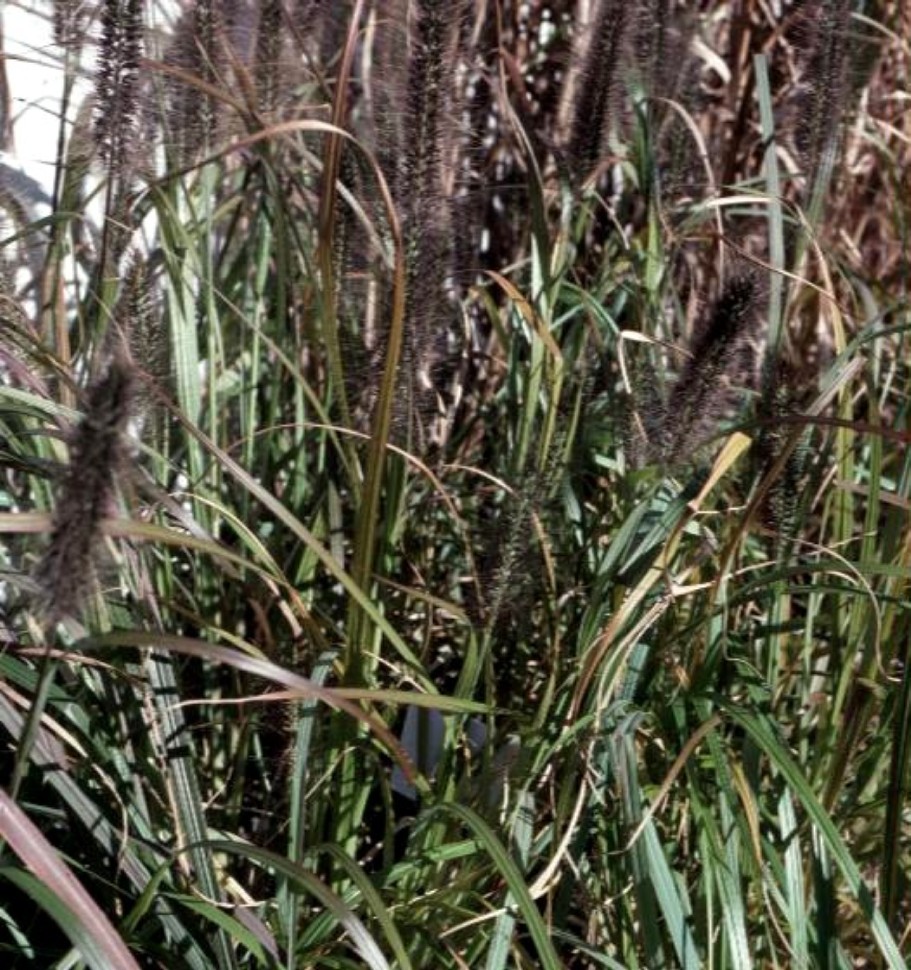 Pennisetum alopecuroides 'Moudry'  / Pennisetum alopecuroides 'Moudry' 