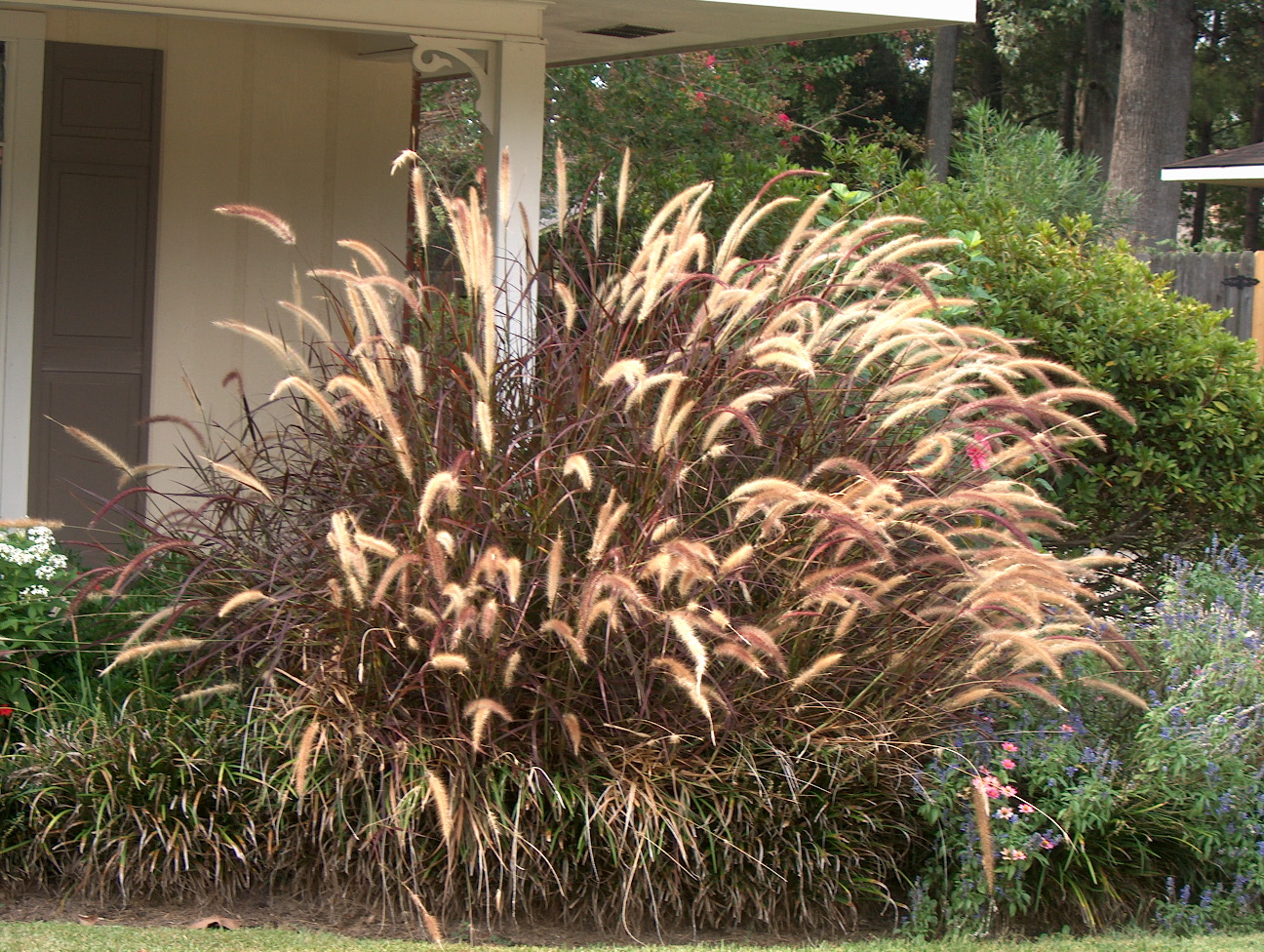 Pennisetum alopecuroides 'Purpureum'  / Feathertop Fountain Grass