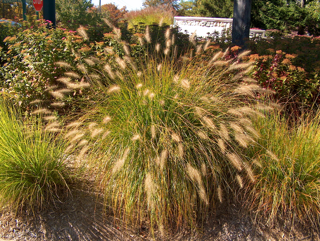 Pennisetum alopecuroides  / Pennisetum alopecuroides 