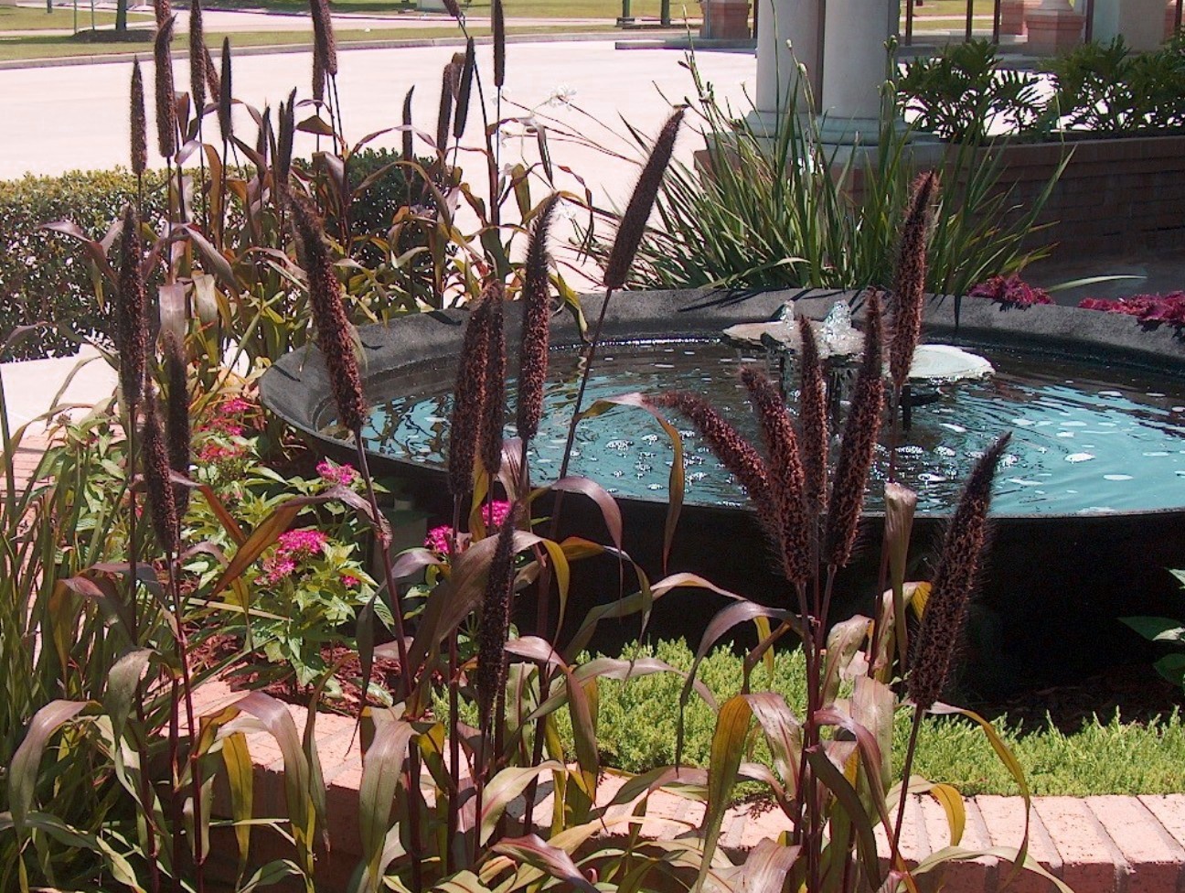 Pennisetum glaucum 'Purple Majesty'  / Pennisetum glaucum 'Purple Majesty' 