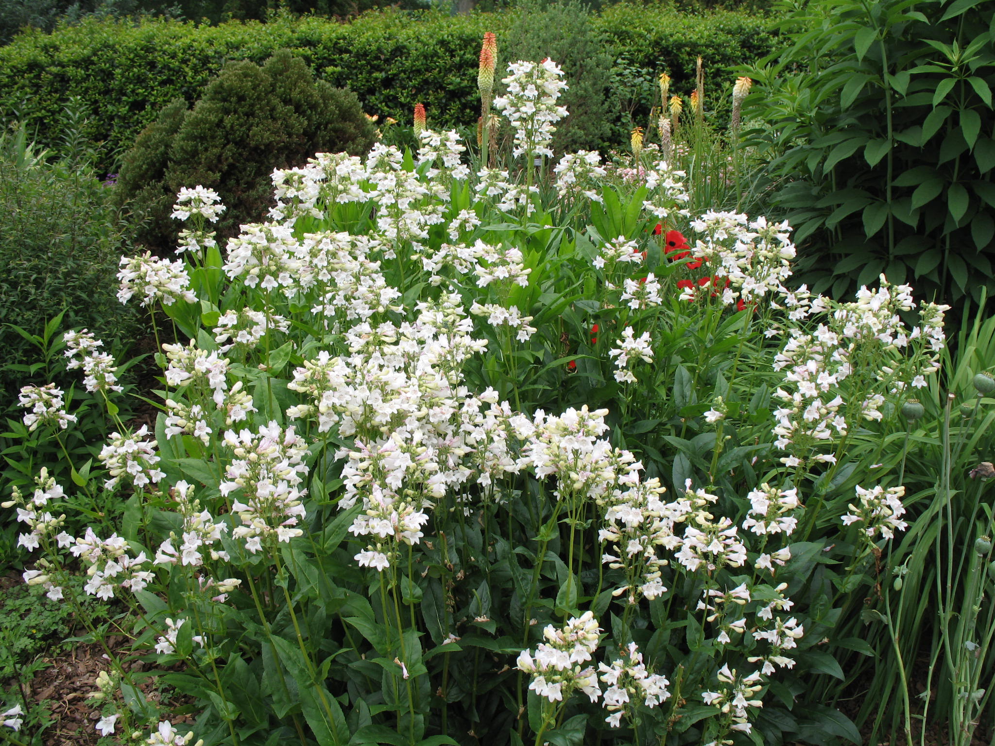 Penstemon laevigatus  / Smooth Beardtongue