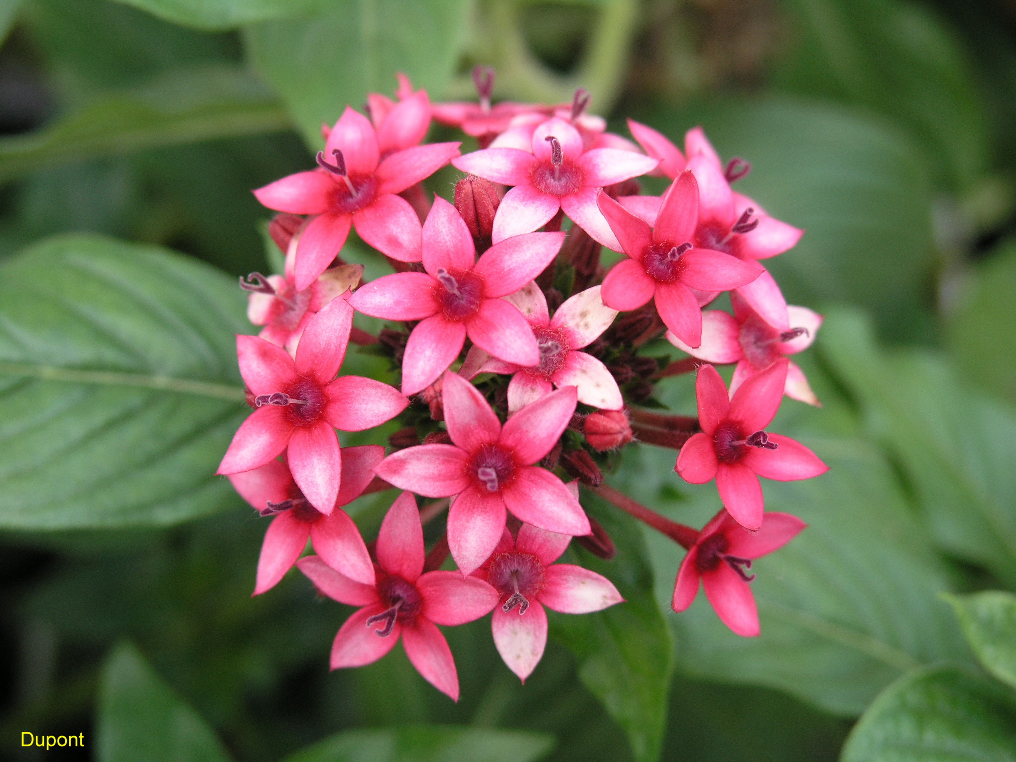 Pentas lanceolata 'Dorann's Pink'  / Pentas lanceolata 'Dorann's Pink' 