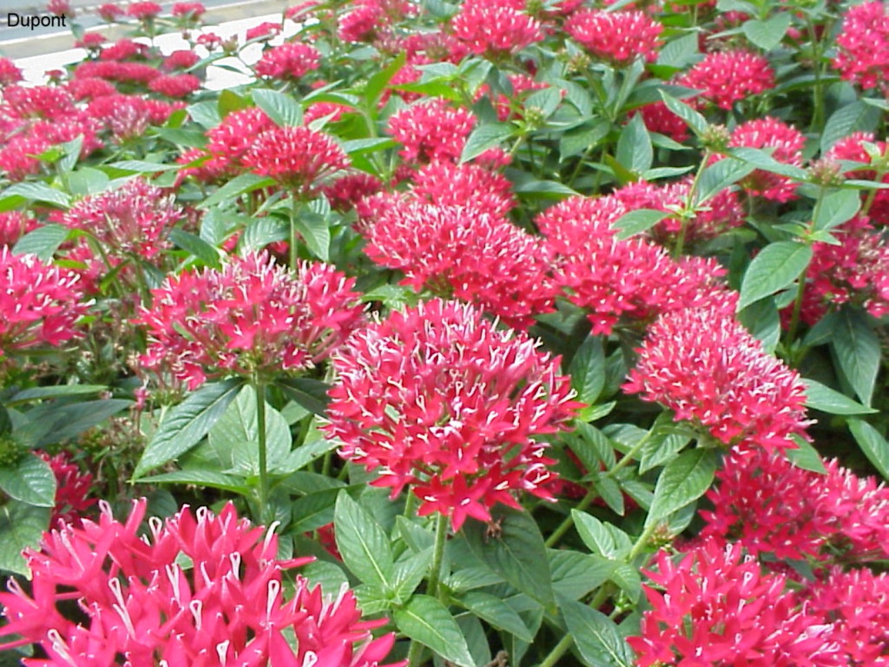Pentas lanceolata 'Mars Red'  / Pentas lanceolata 'Mars Red' 