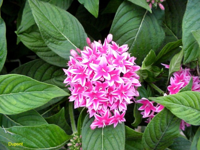 Pentas lanceolata 'Starburst'  / Pentas lanceolata 'Starburst' 