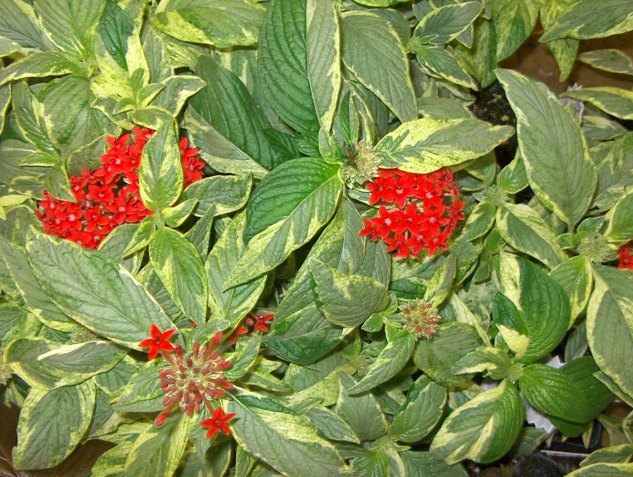 Pentas lanceolata 'Stars and Stripes'  / Stars and Stripes Pentas